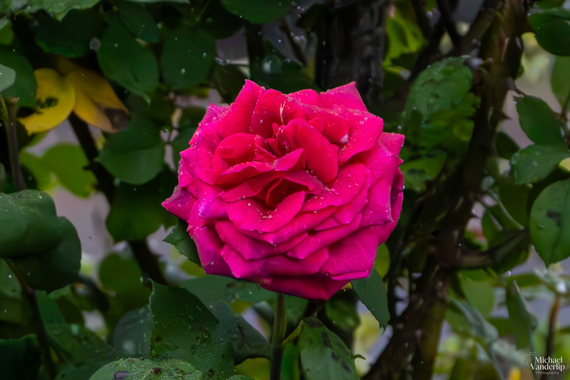 Rose in the rain, Talent, Oregon.