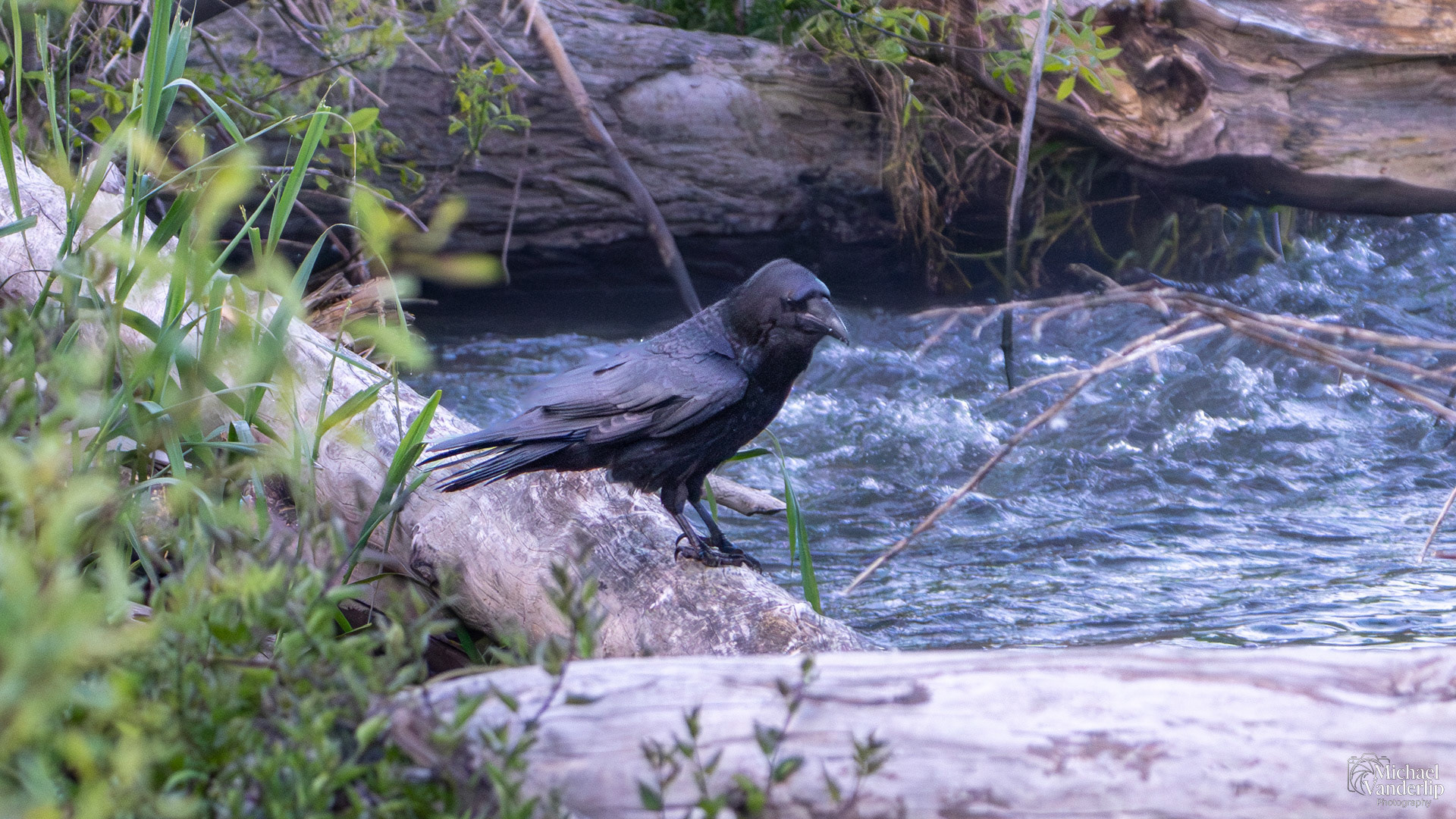 Raven along the Bear Creek Greenway near Talent, Oregon.