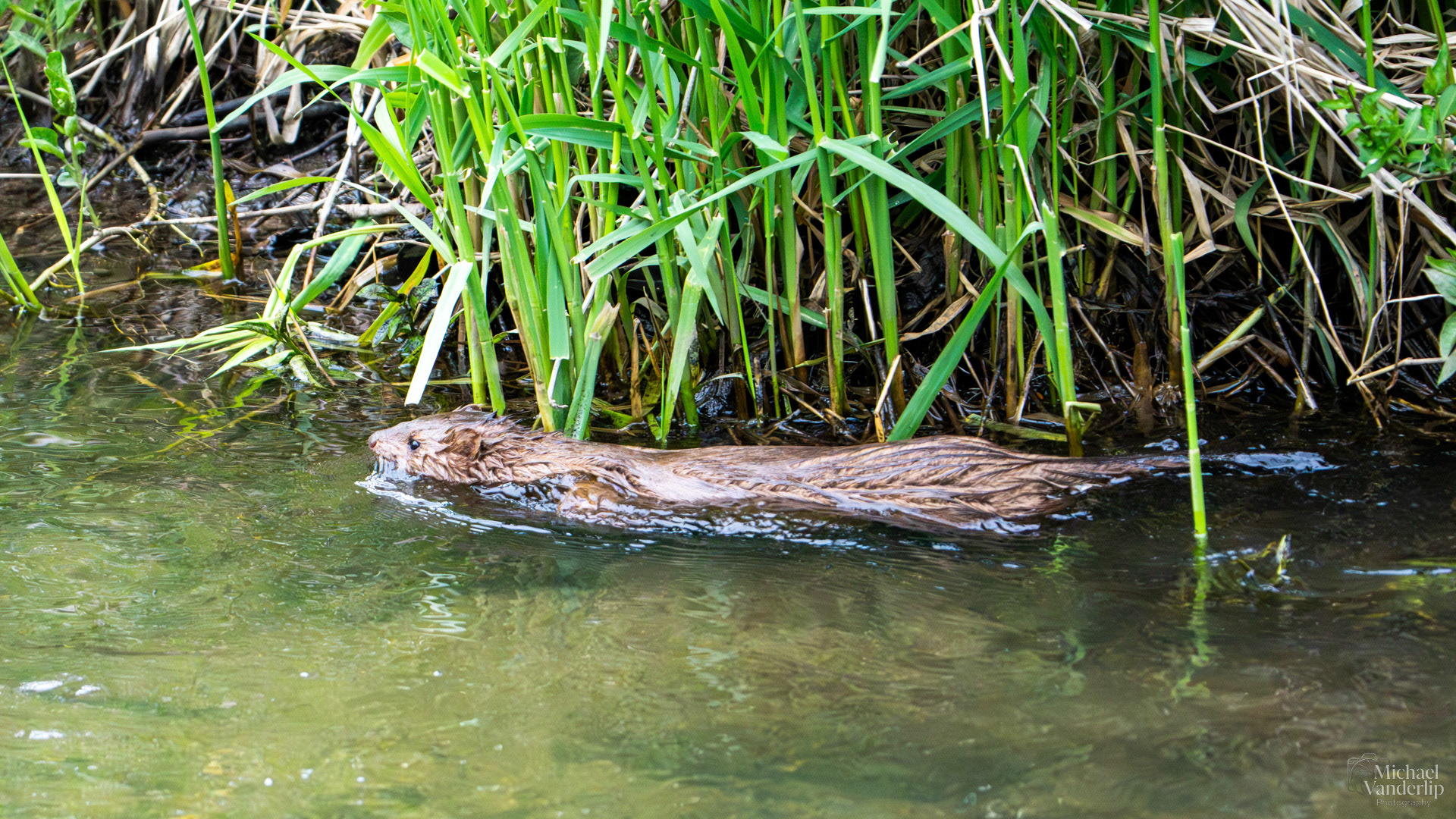 American Mink in Bear Creek along the Bear Creek Greenway near Talent, Oregon.