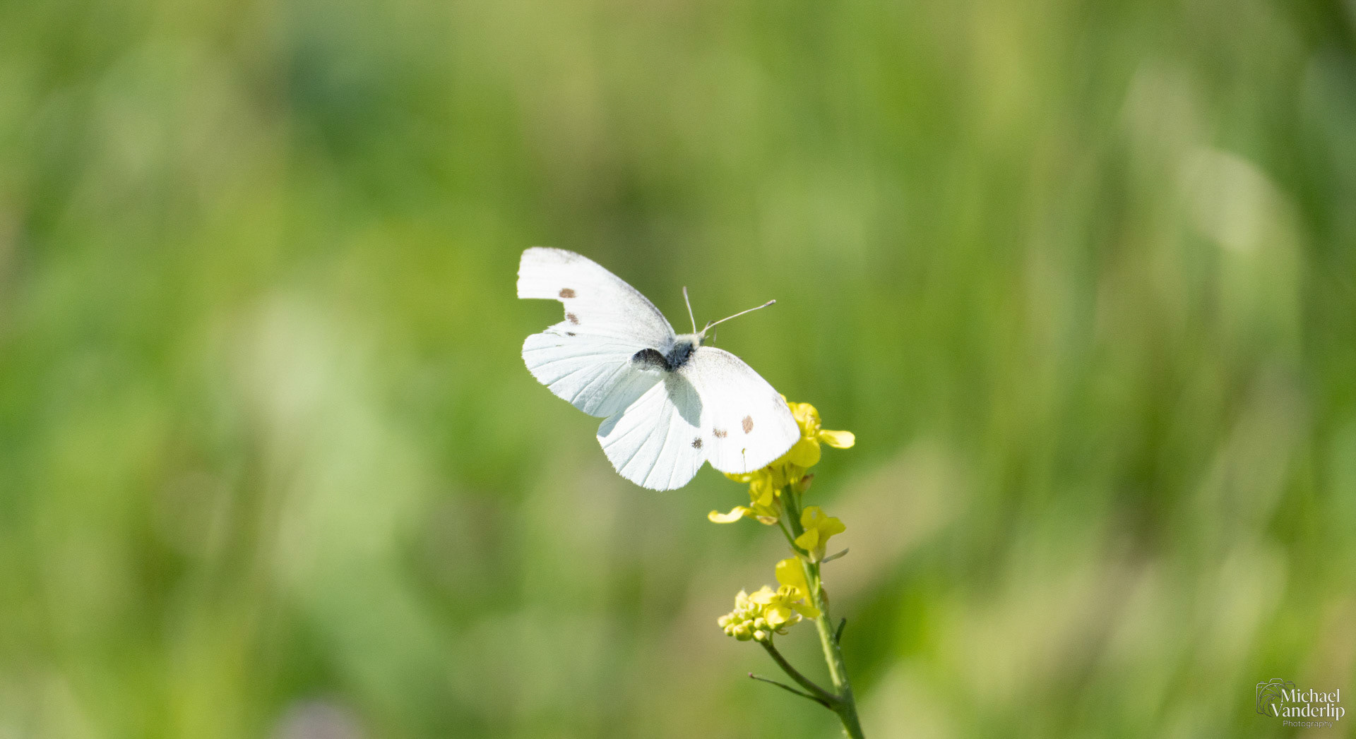 Cabbage White Butterfly along the Bear Creek Greenway near Talent, Oregon.