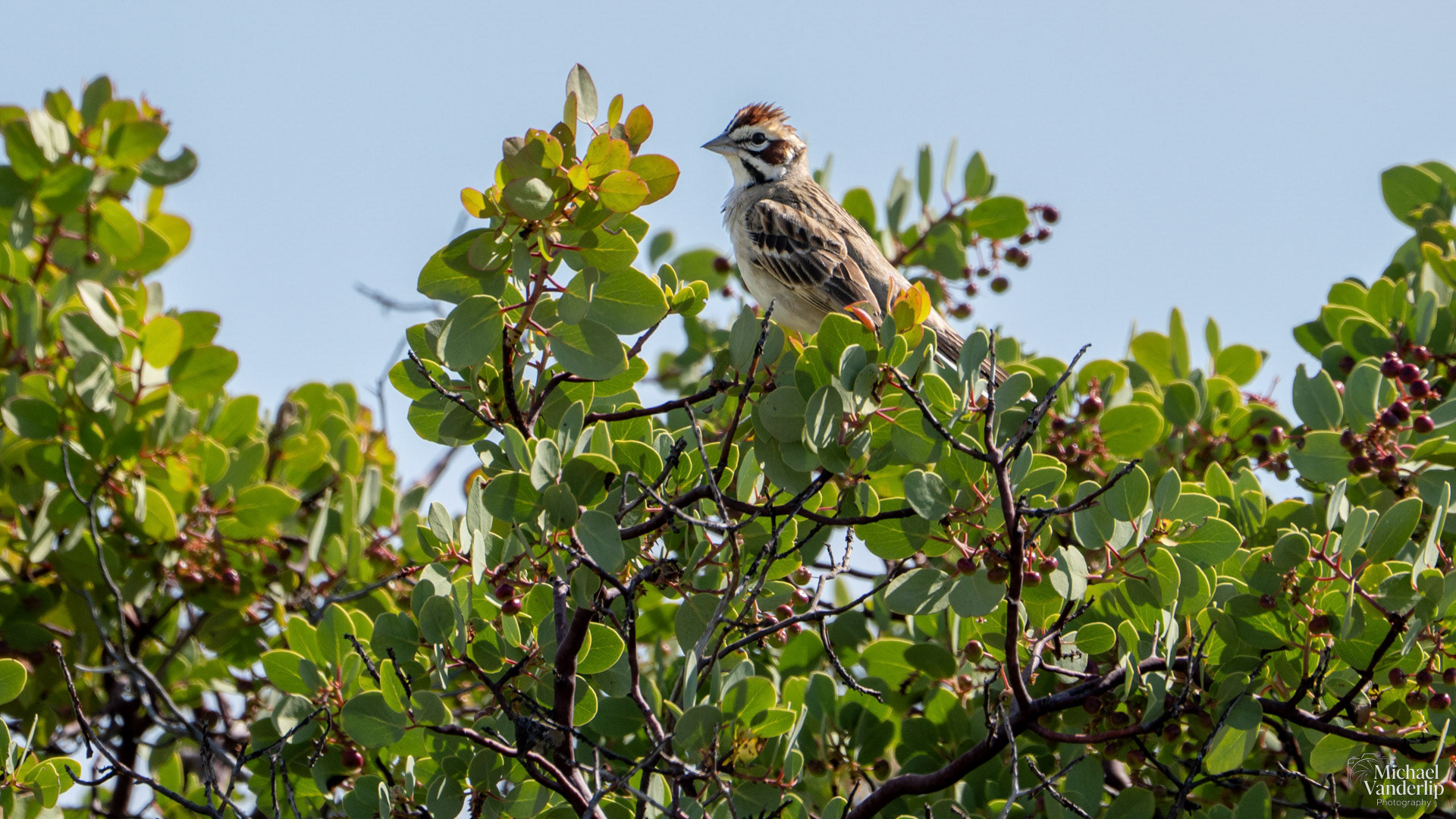 Lark Sparrow on Lower Table Rock, Central Point, Oregon.