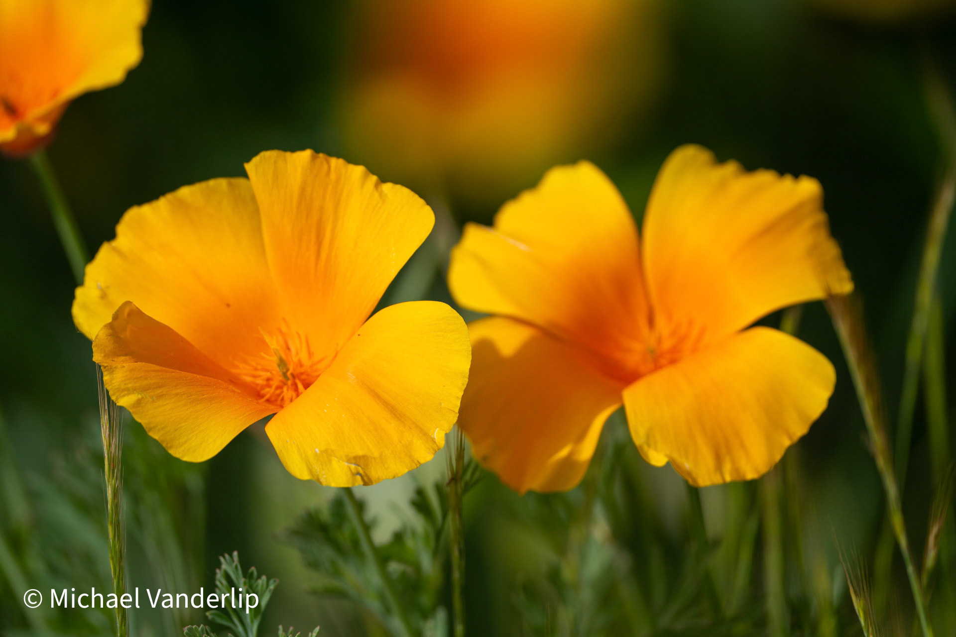 California Poppy along the Bear Creek Greenway near Talent.