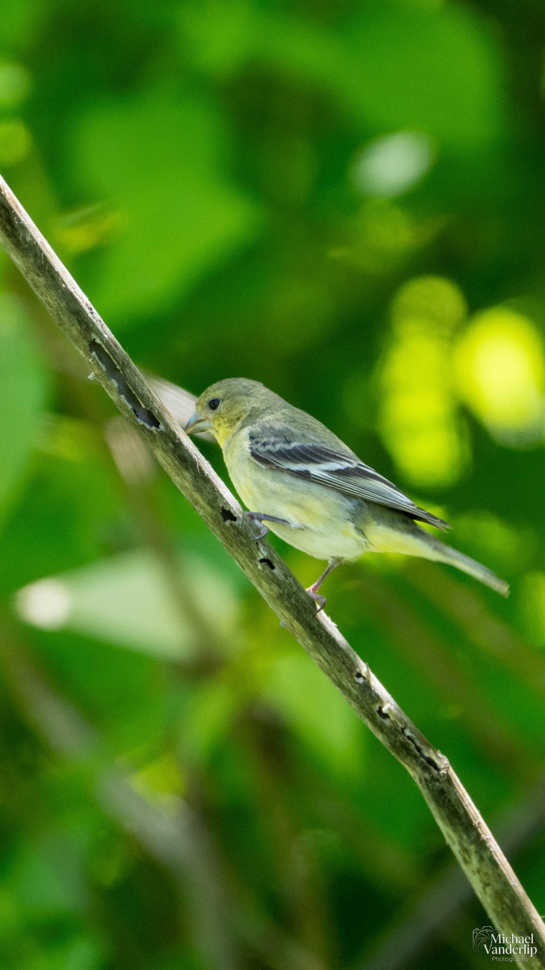 Lesser Goldfinch along the Bear Creek Greenway near Talent, Oregon.