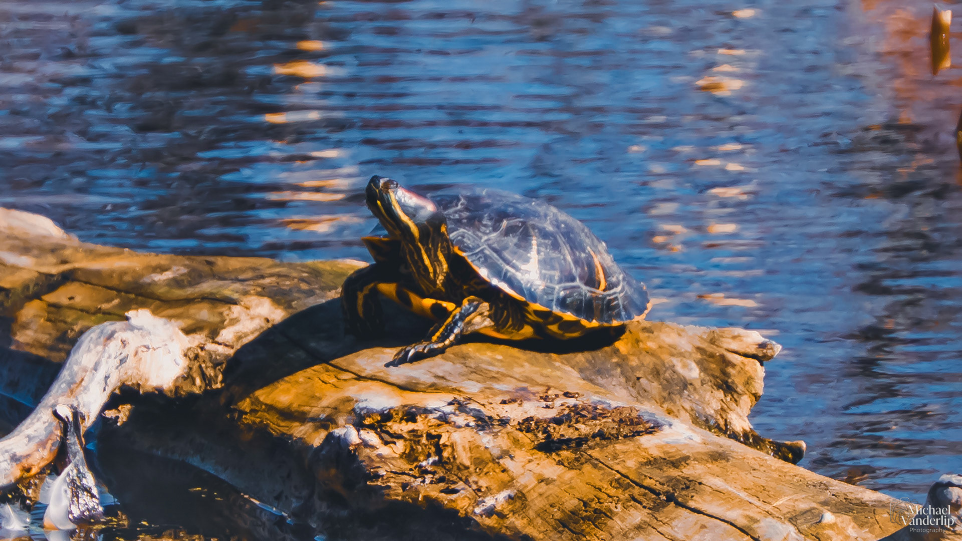 Red-Eared Slider Turtle along the Bear Creek Greenway near Talent, Oregon.