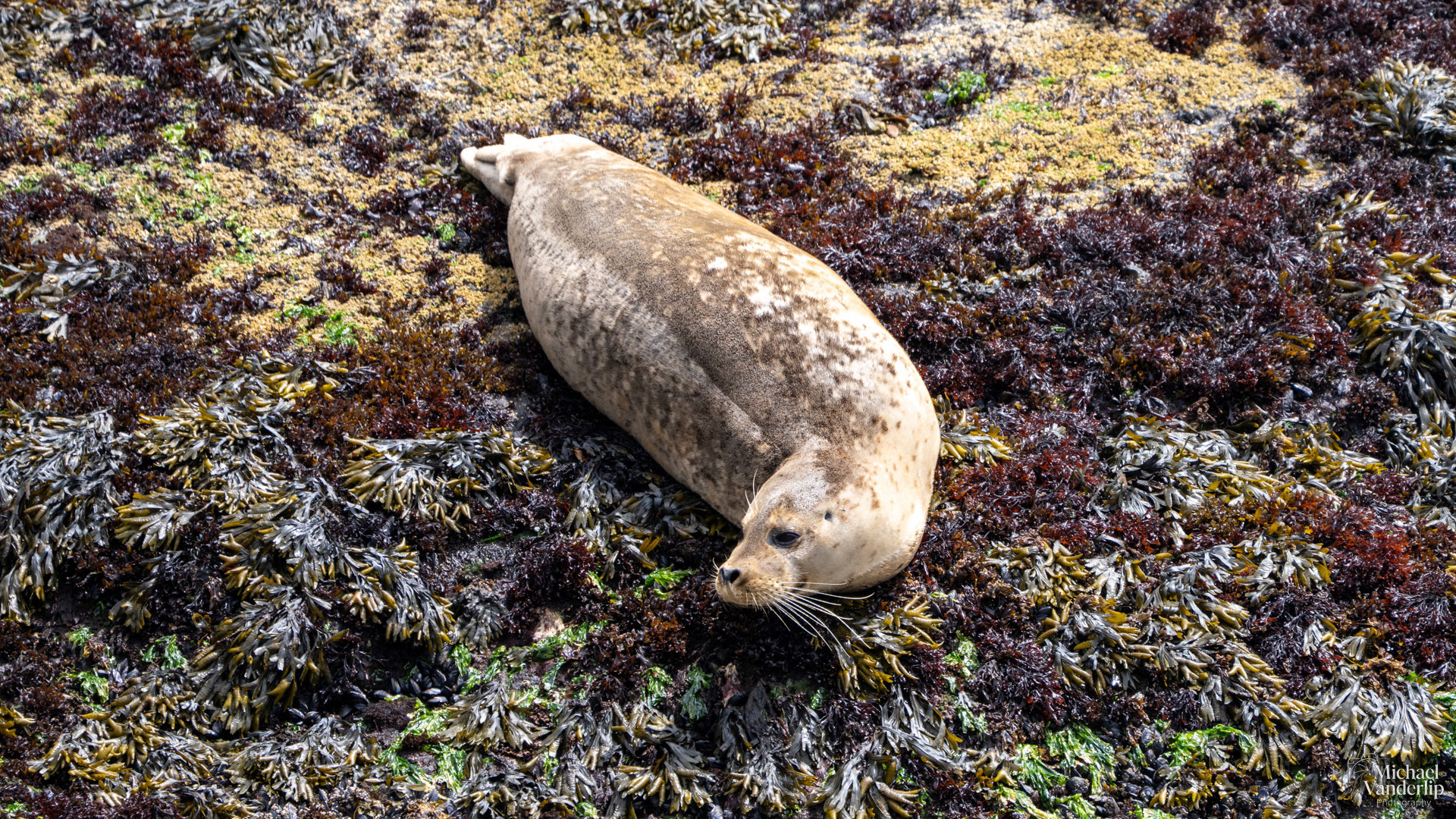 Harbor Seal along the coast, Depoe Bay, Oregon.