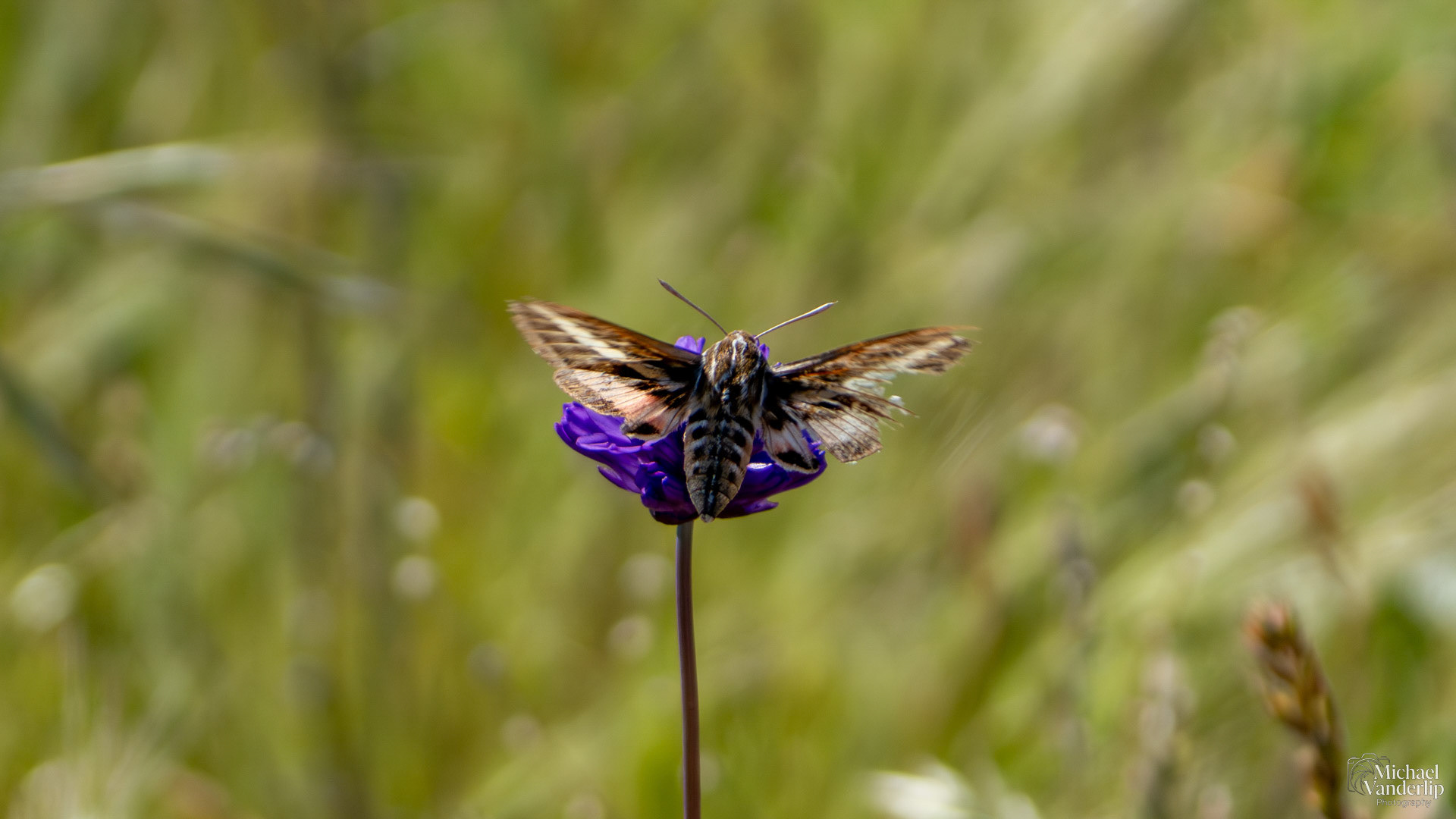 White-Lined Sphinx Moth on Lower Table Rock, Central Point, Oregon.