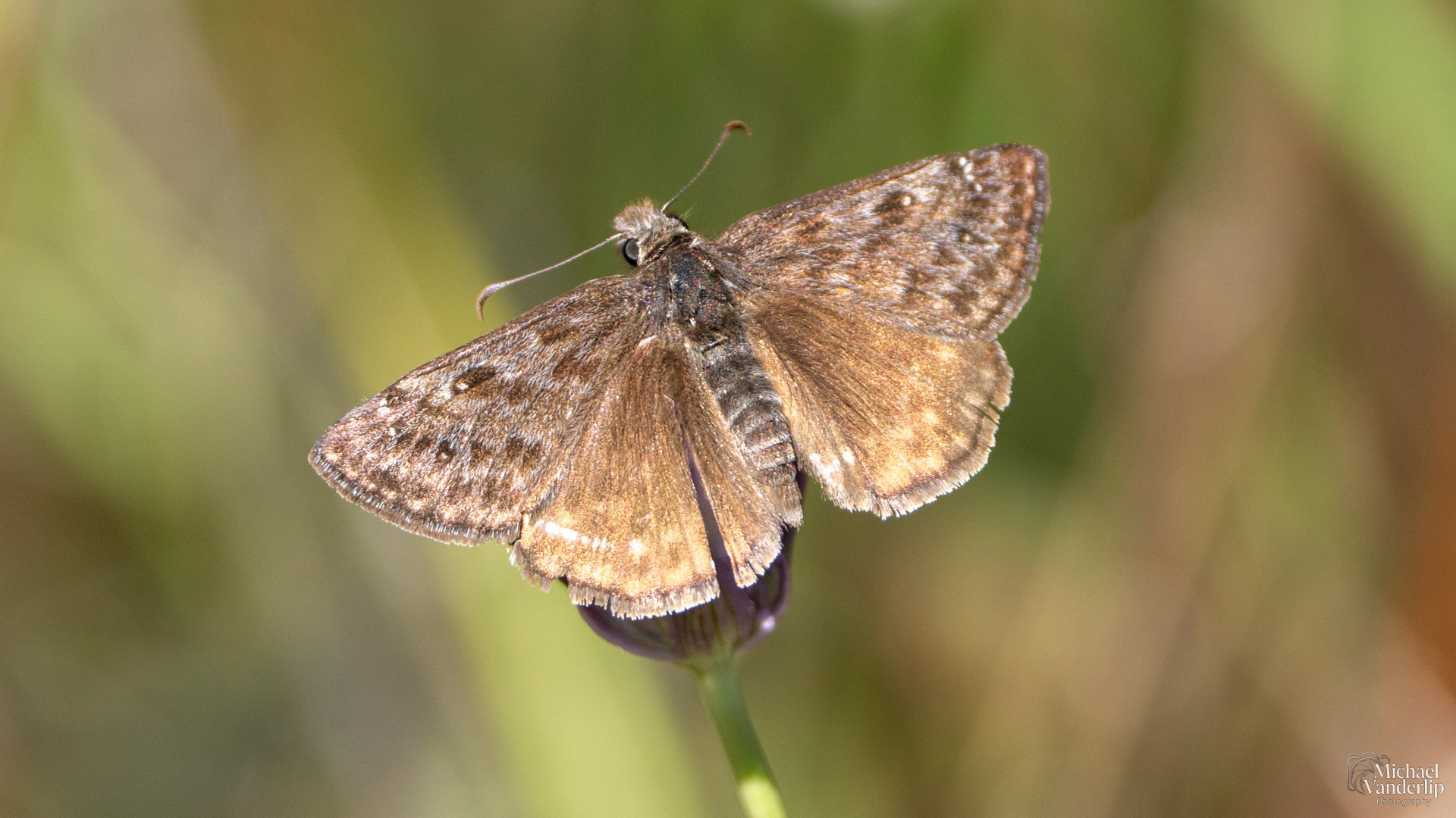 Persius Duskywing on Lower Table Rock, Central Point, Oregon.