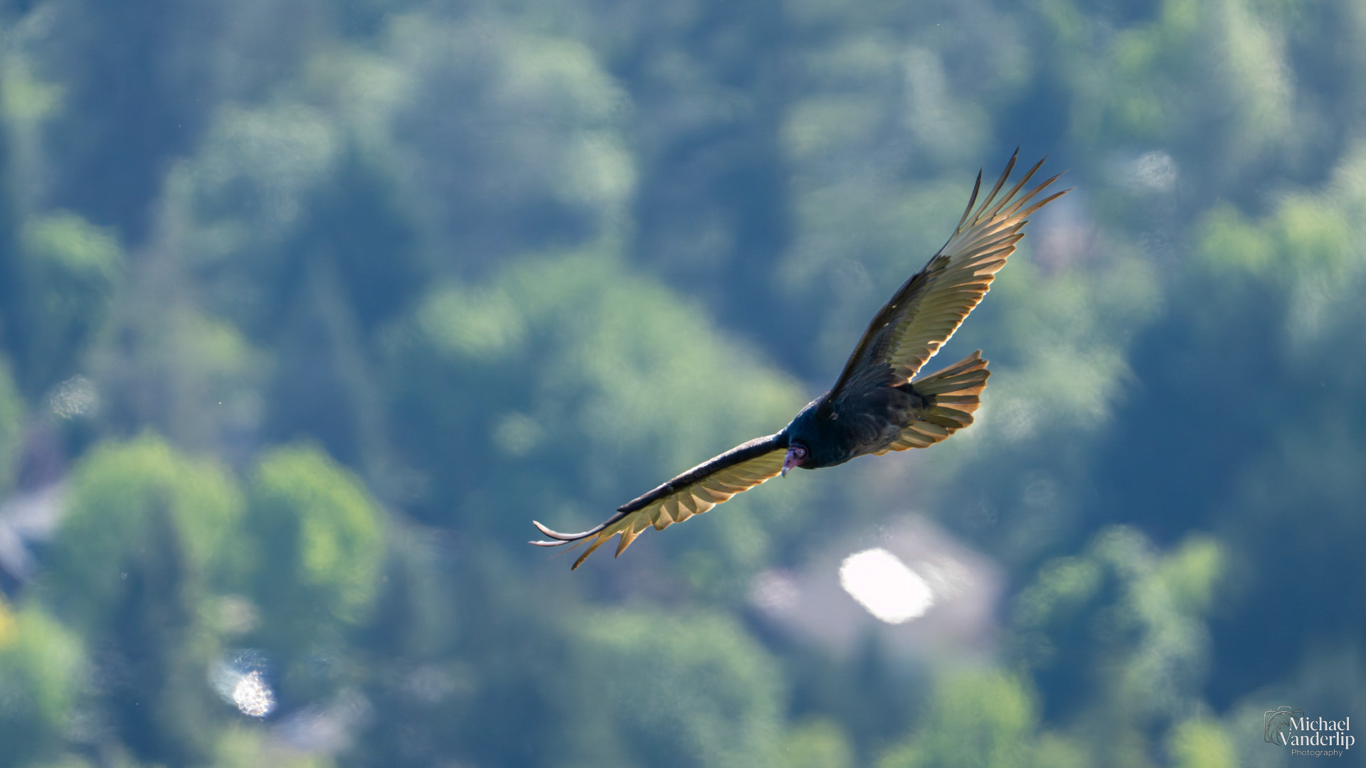Turkey Vulture along the White Rabbit Trail near Ashland, Oregon.