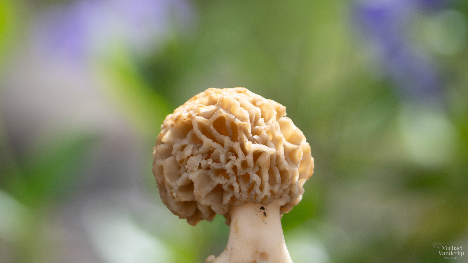 Morel Mushroom along the Bear Creek Greenway near Talent, Oregon.