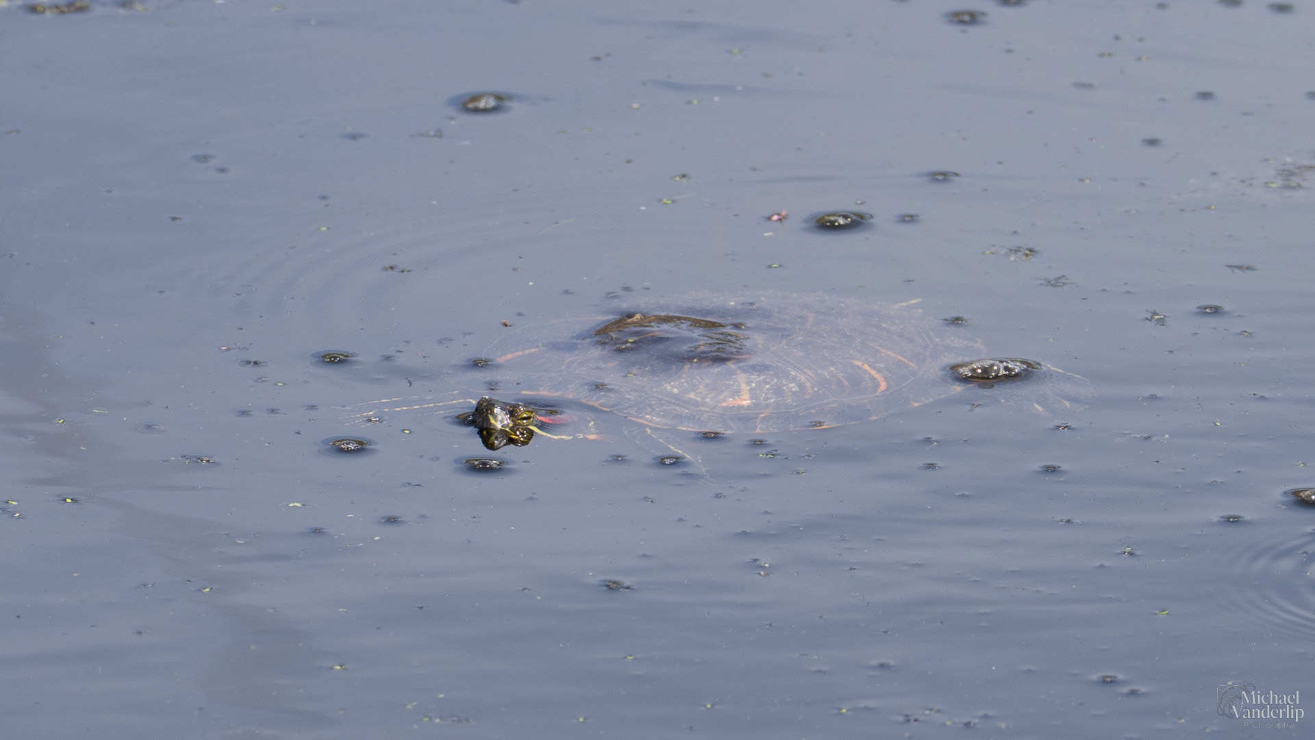 Red Eared Slider along the Bear Creek Greenway near Talent, Oregon.