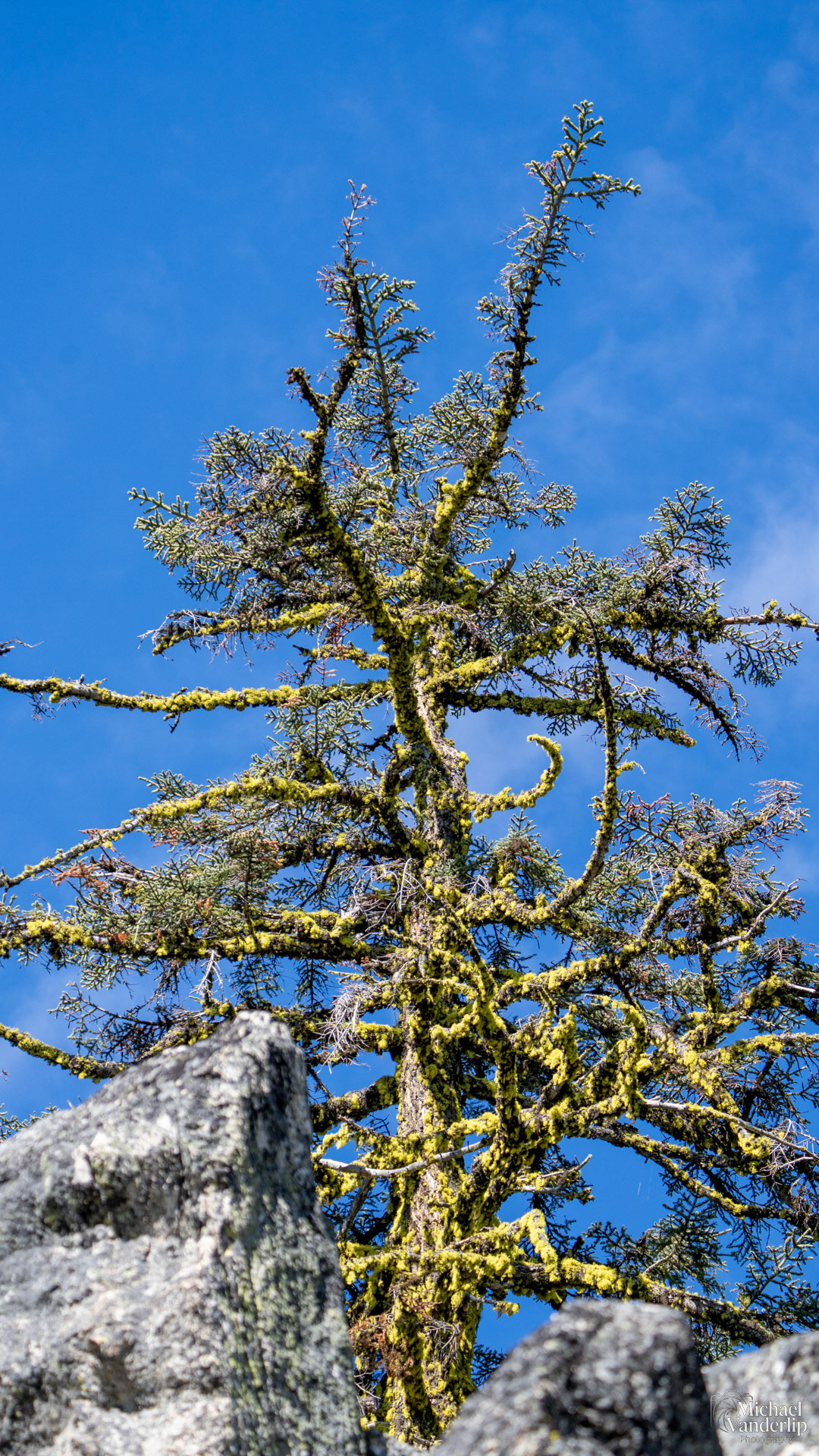 Tree between granite rocks on the Pacific Crest Trail near Mt. Ashland, Oregon.