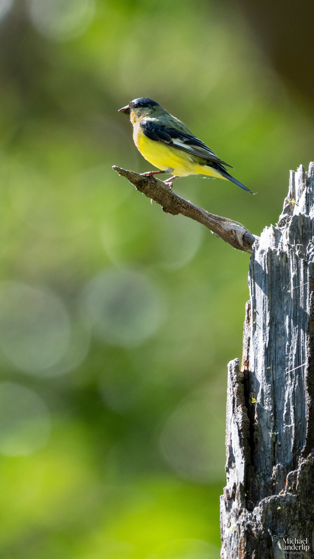 Lesser Goldfinch along the White Rabbit Trail near Ashland, Oregon.