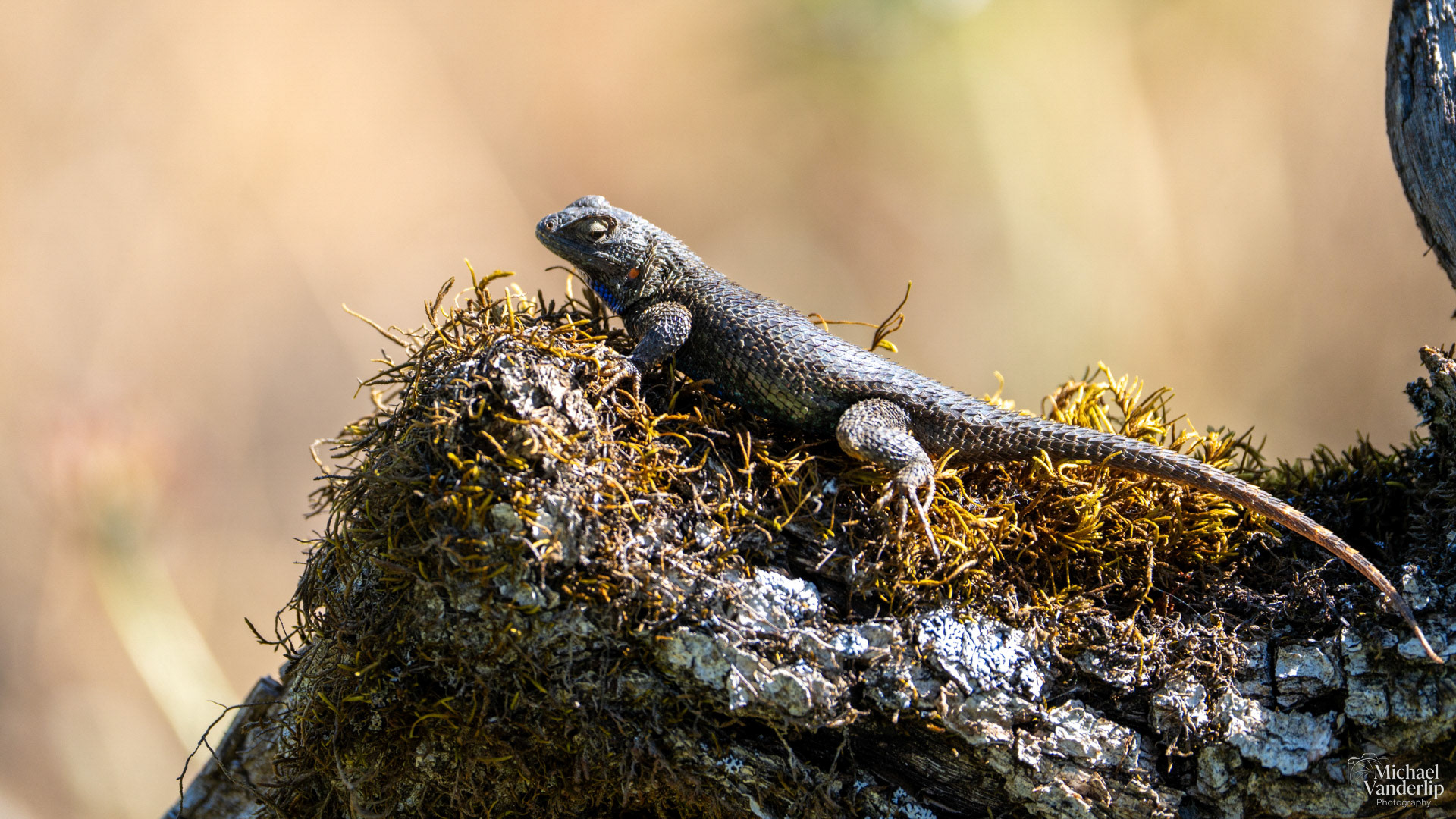 Western Fence Lizard along the Upper Table Rock Trail, Central Point, Oregon.
