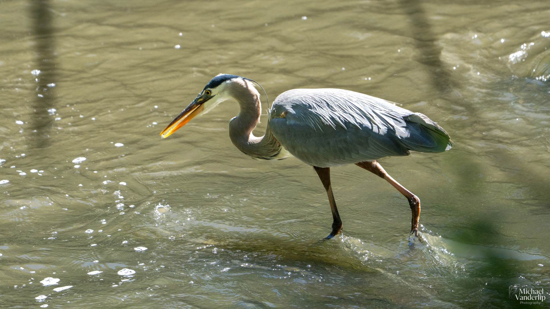 Great Blue Heron along the Bear Creek Greenway in Medford, Oregon.