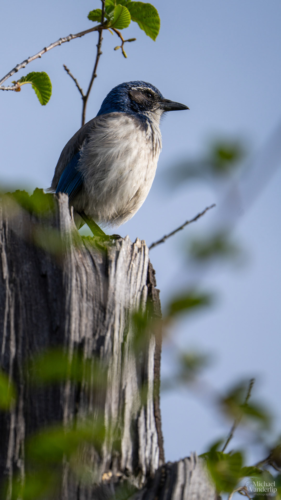 California Scrub Jay along the Bear Creek Greenway near Talent, Oregon.