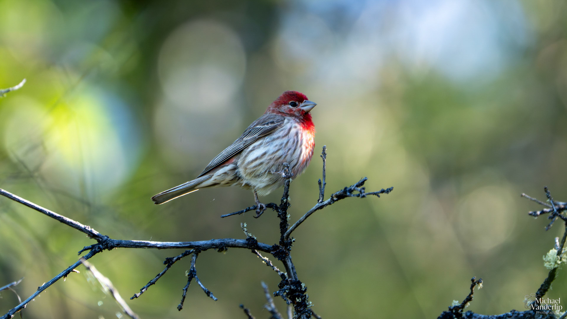 House Finch along the Roxy Ann Trail, Medford, Oregon.