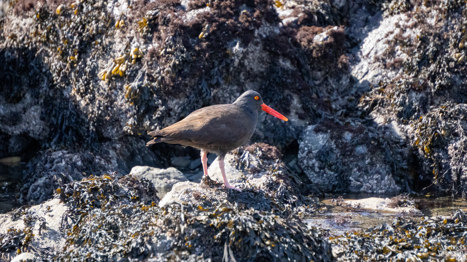 Black Oystercatcher on Harris Beach, Brookings, Oregon.