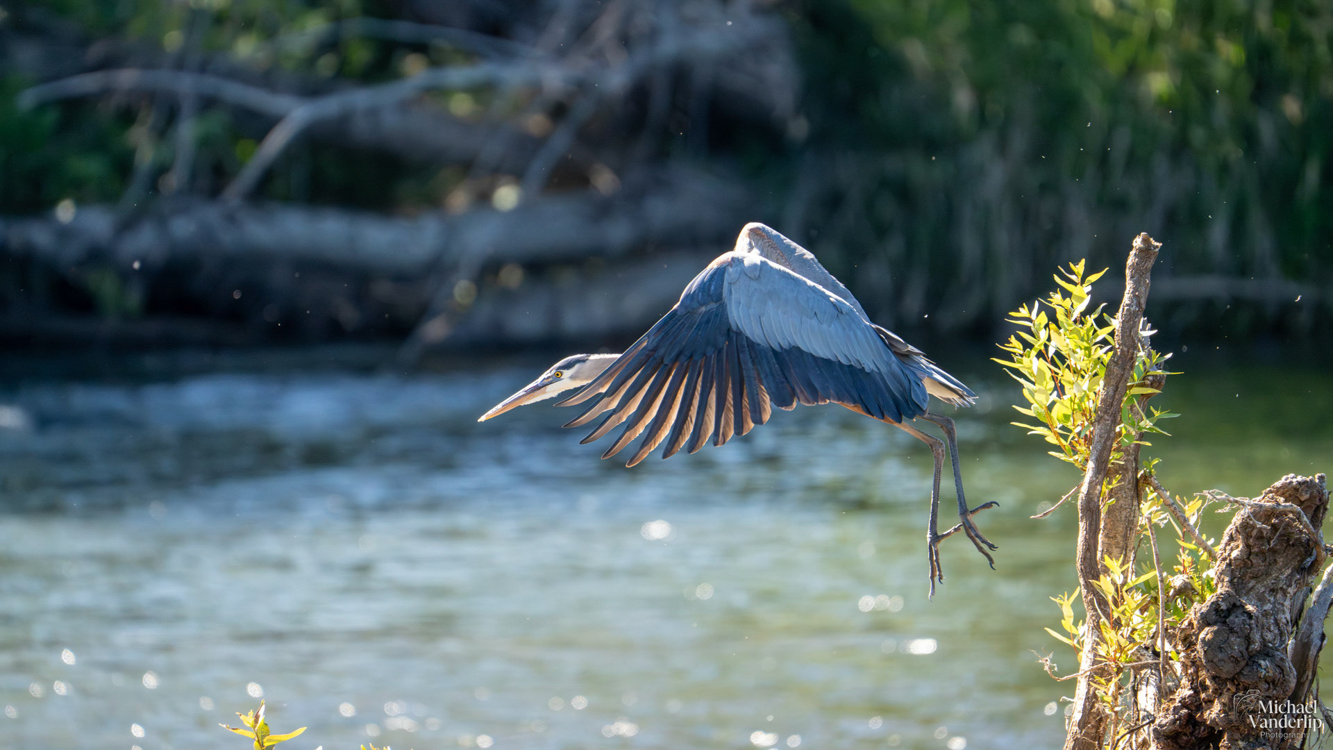 Great Blue Heron along the Rogue River near Tou Velle Park, White City, Oregon.