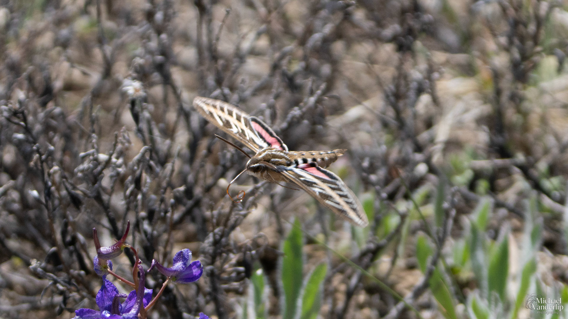 White-Lined Sphinx Moth along the Pacific Crest Trail near Mt. Ashland, Oregon.