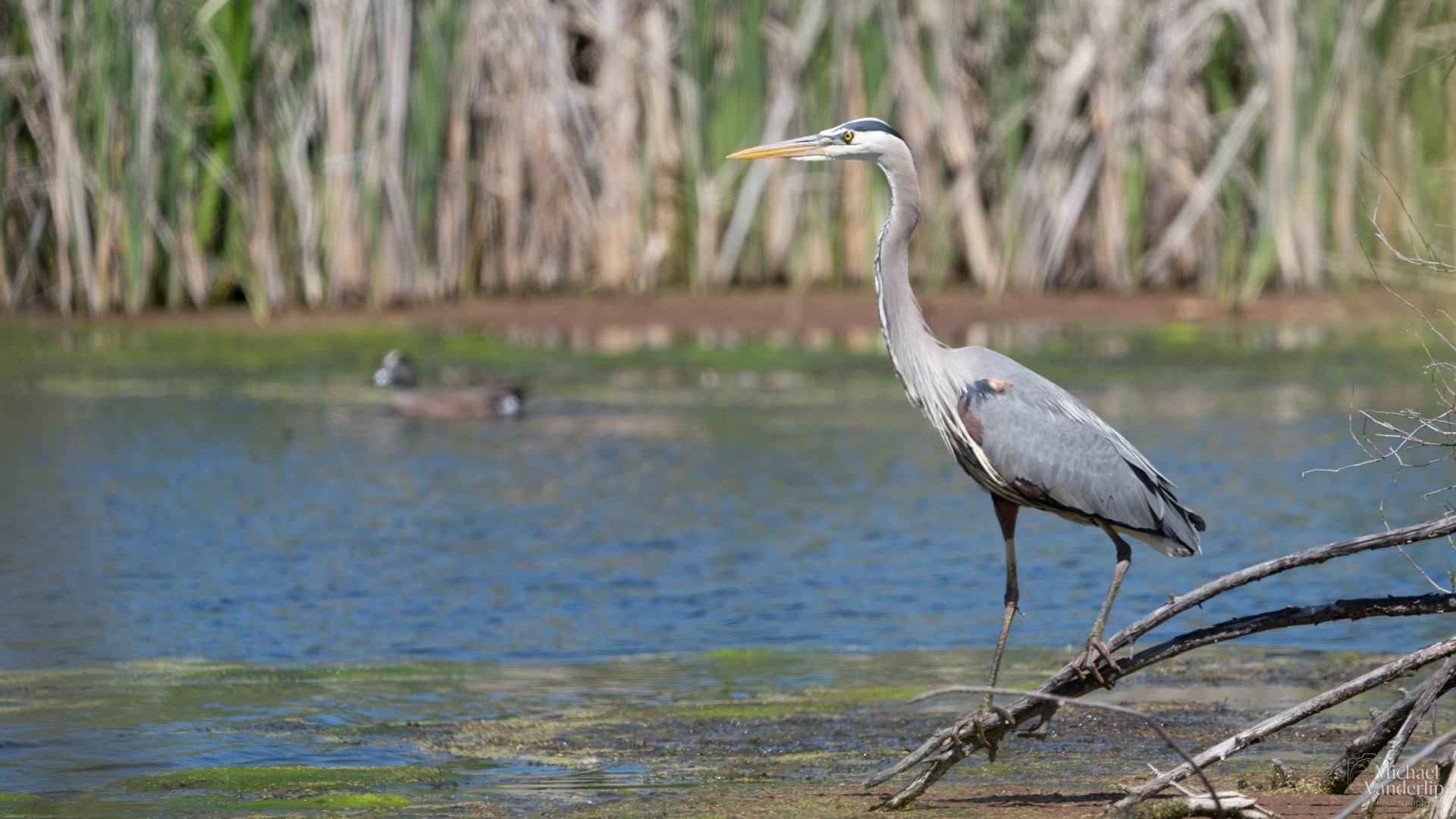 Great Blue Heron along the Bear Creek Greenway near Talent, Oregon.