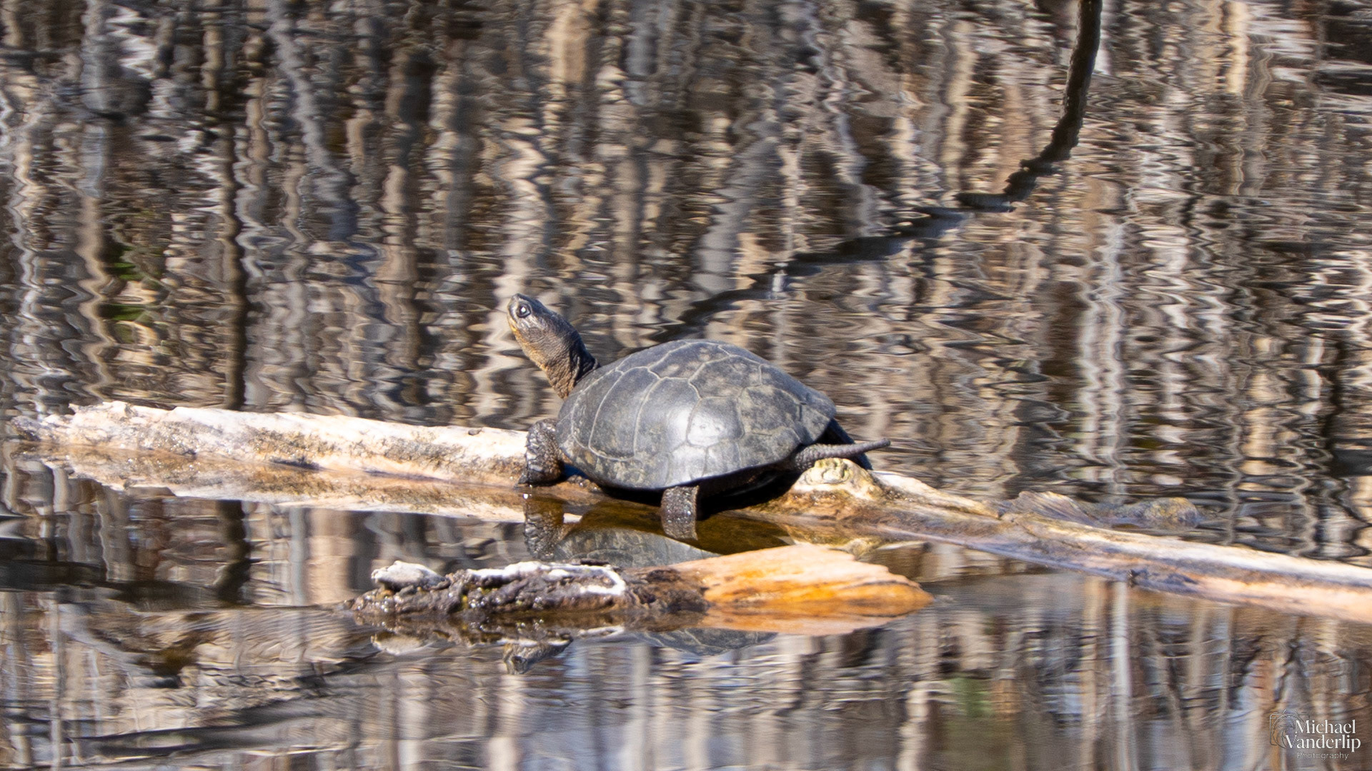 Western Pond Turtle in a pond along the Bear Creek Greenway near Talent, Oregon.