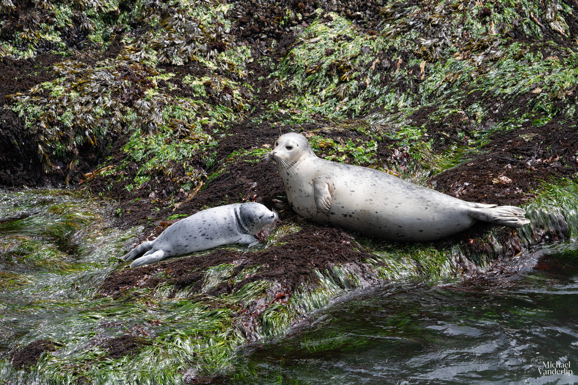 Harbor Seals along the coast, Depoe Bay, Oregon.