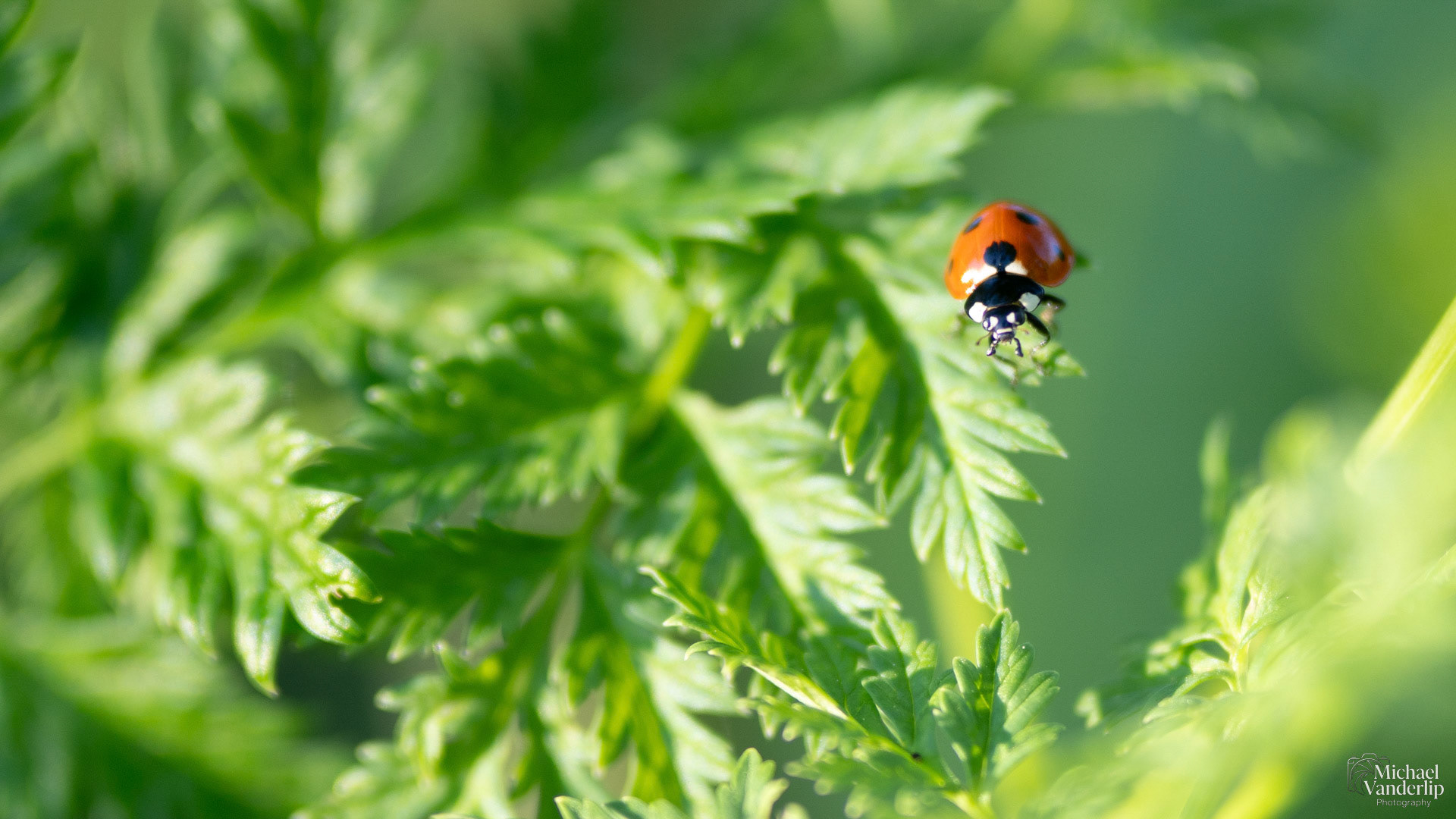 Lady Bug along the Bear Creek Greenway near Talent, Oregon.
