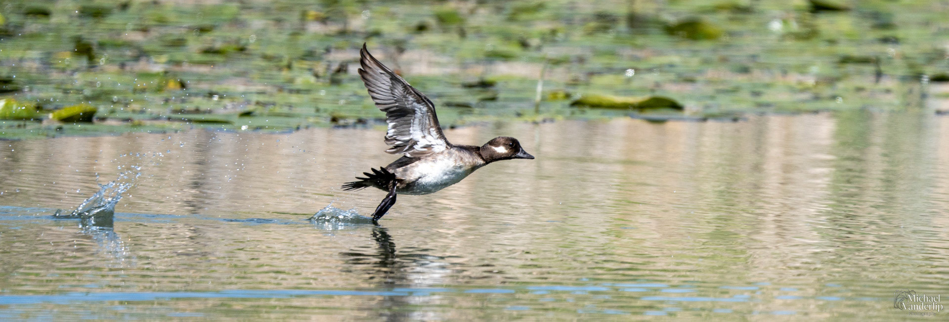 Bufflehead Duck along the Bear Creek Greenway near Talent, Oregon.