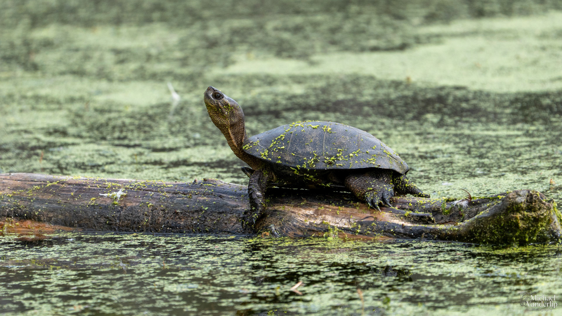 Western Pond Turtle along the Bear Creek Greenway near Talent, Oregon.