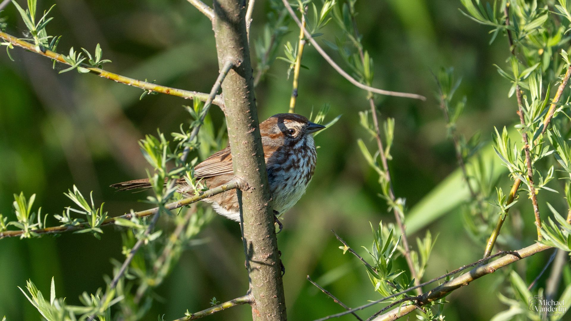 Song Sparrow along the Bear Creek Greenway near Talent, Oregon.