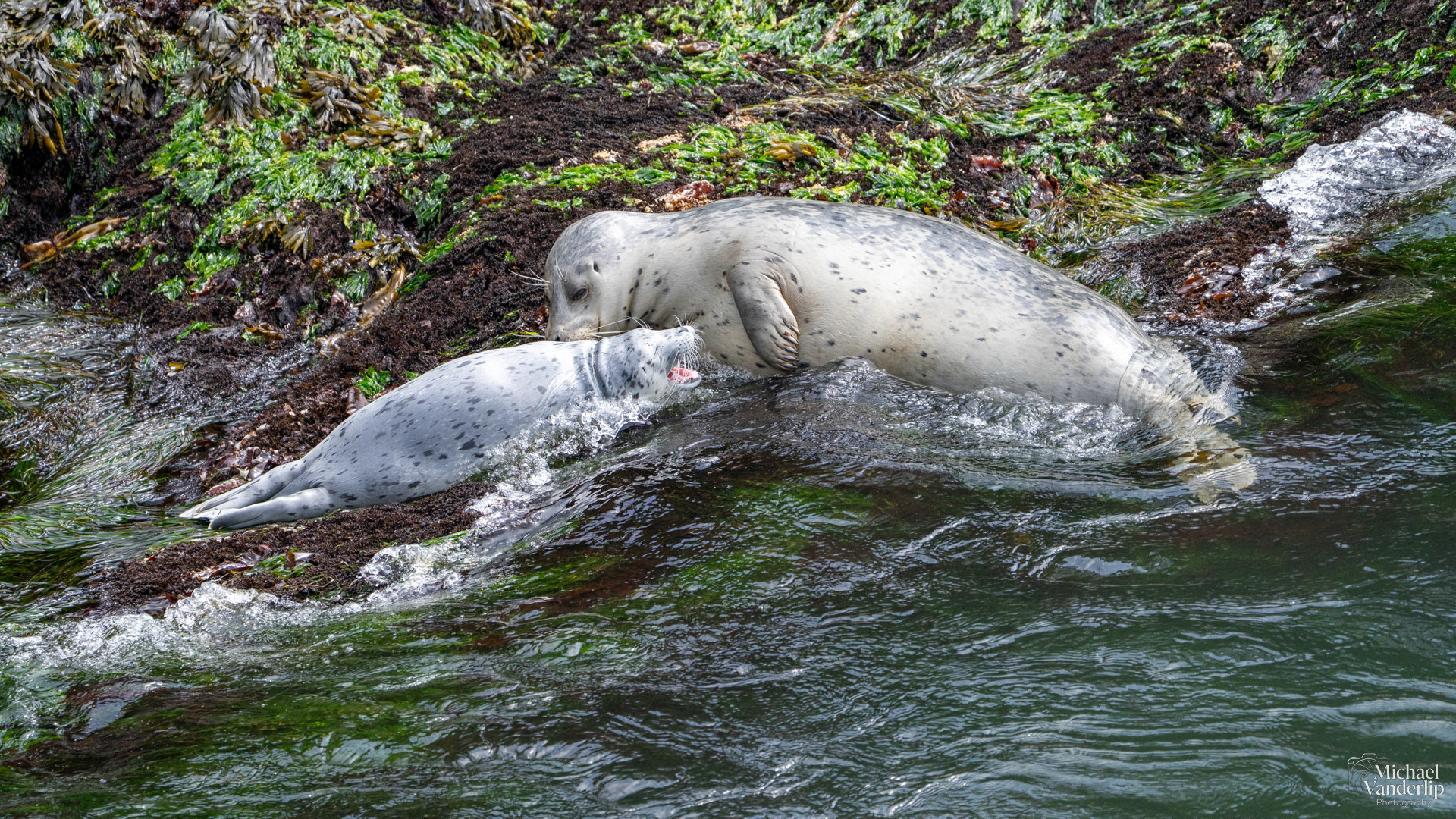 Harbor Seals along the coast, Depoe Bay, Oregon.
