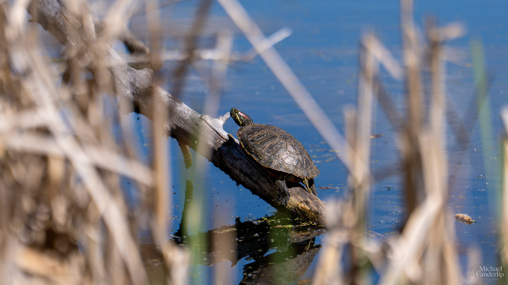 Red Eared Slider along the Bear Creek Greenway near Talent, Oregon.