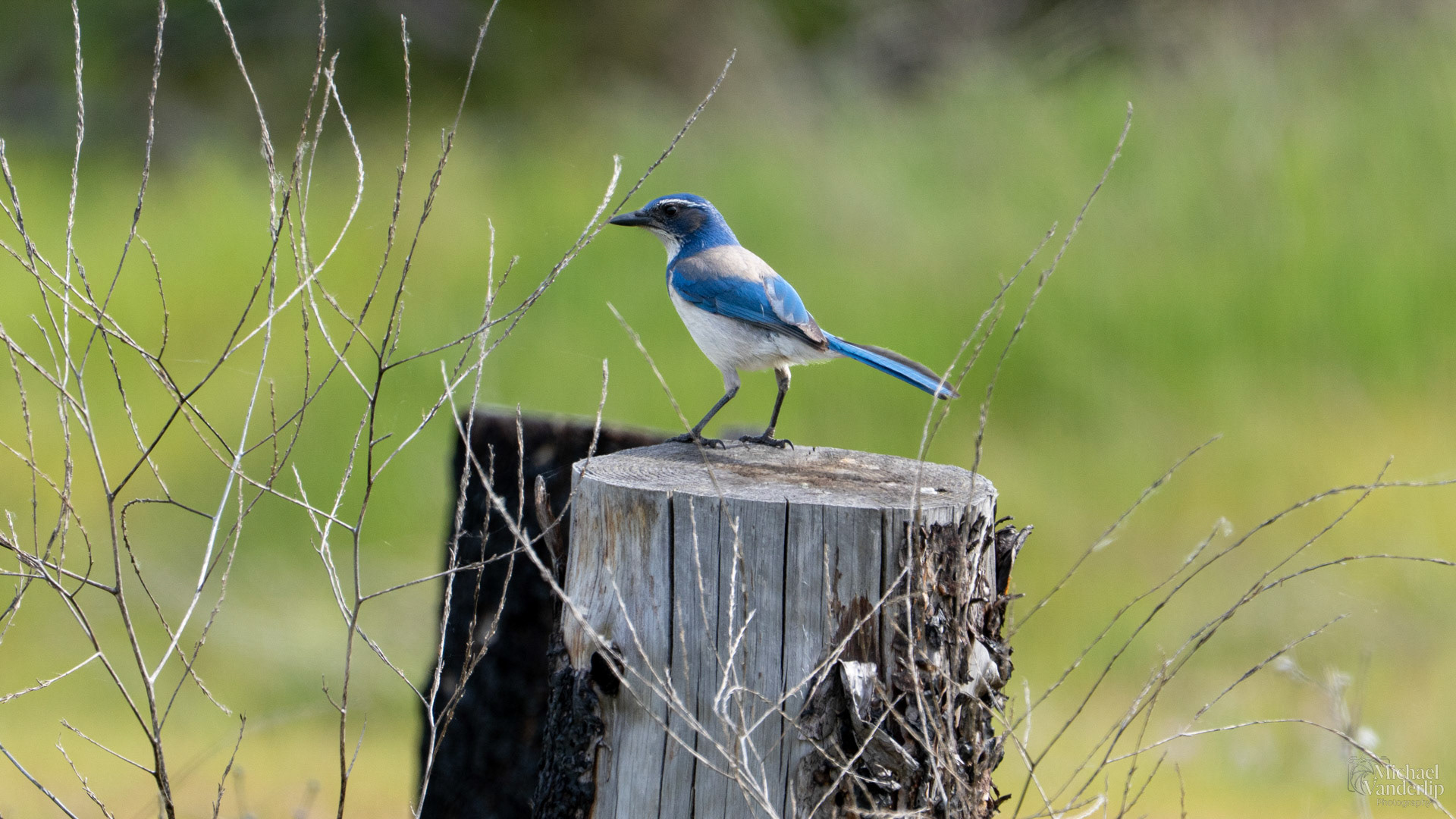 California Scrub Jay along the Bear Creek Greenway near Talent, Oregon.