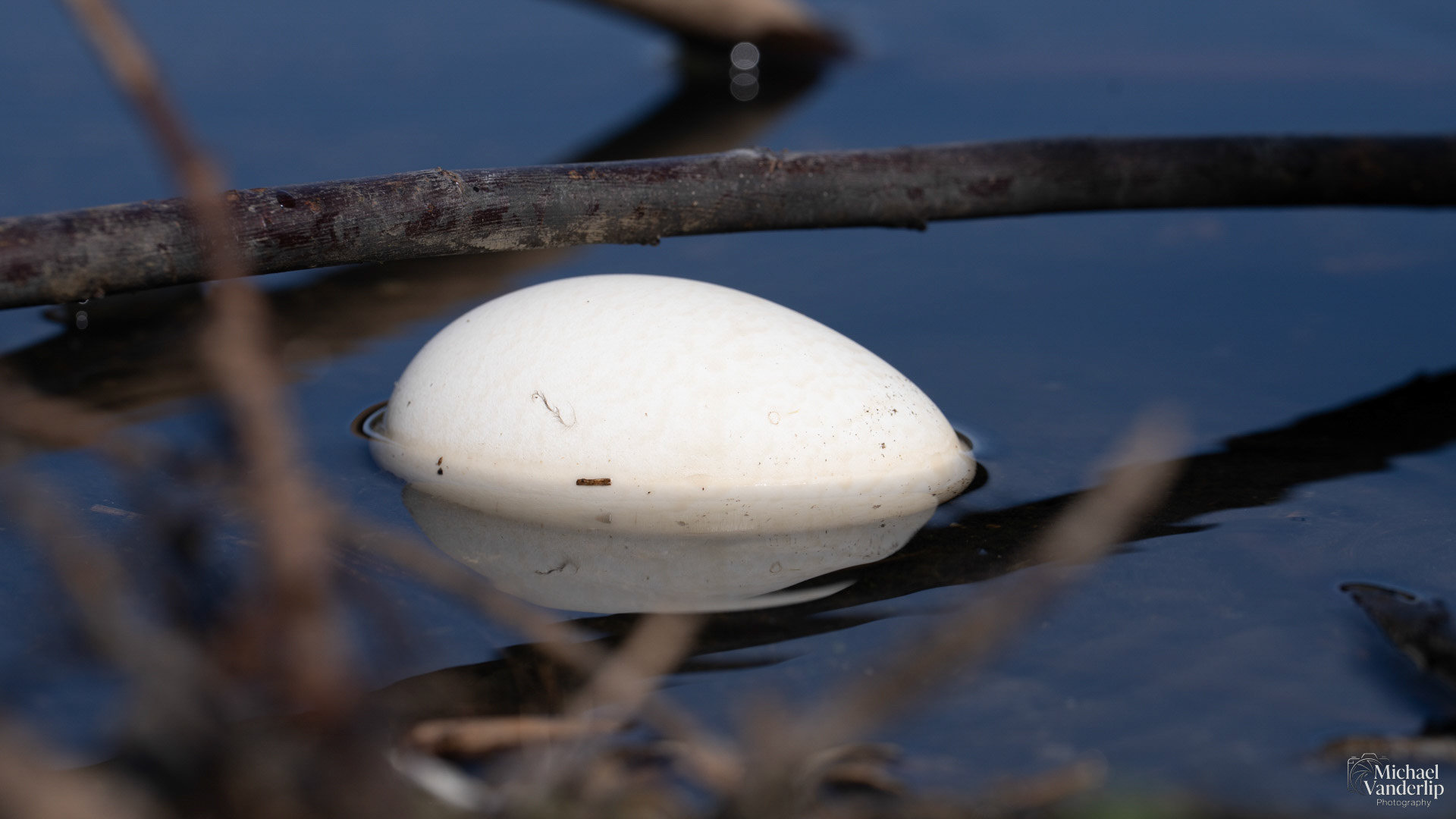 Bird egg, likely Canada Goose egg, along the Bear Creek Greenway near Talent, Oregon.