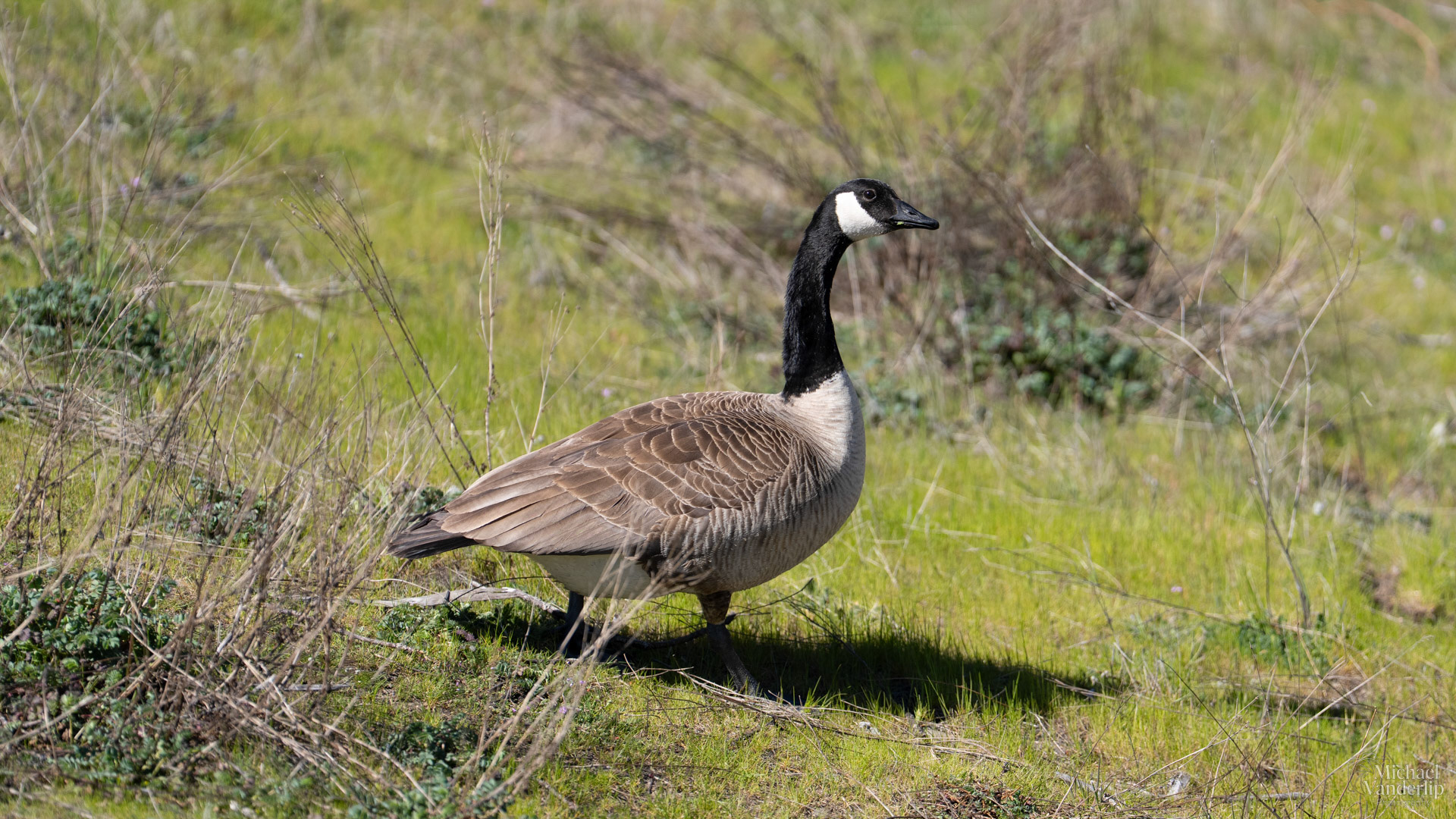 Canada Goose along the Bear Creek Greenway near Talent, Oregon.
