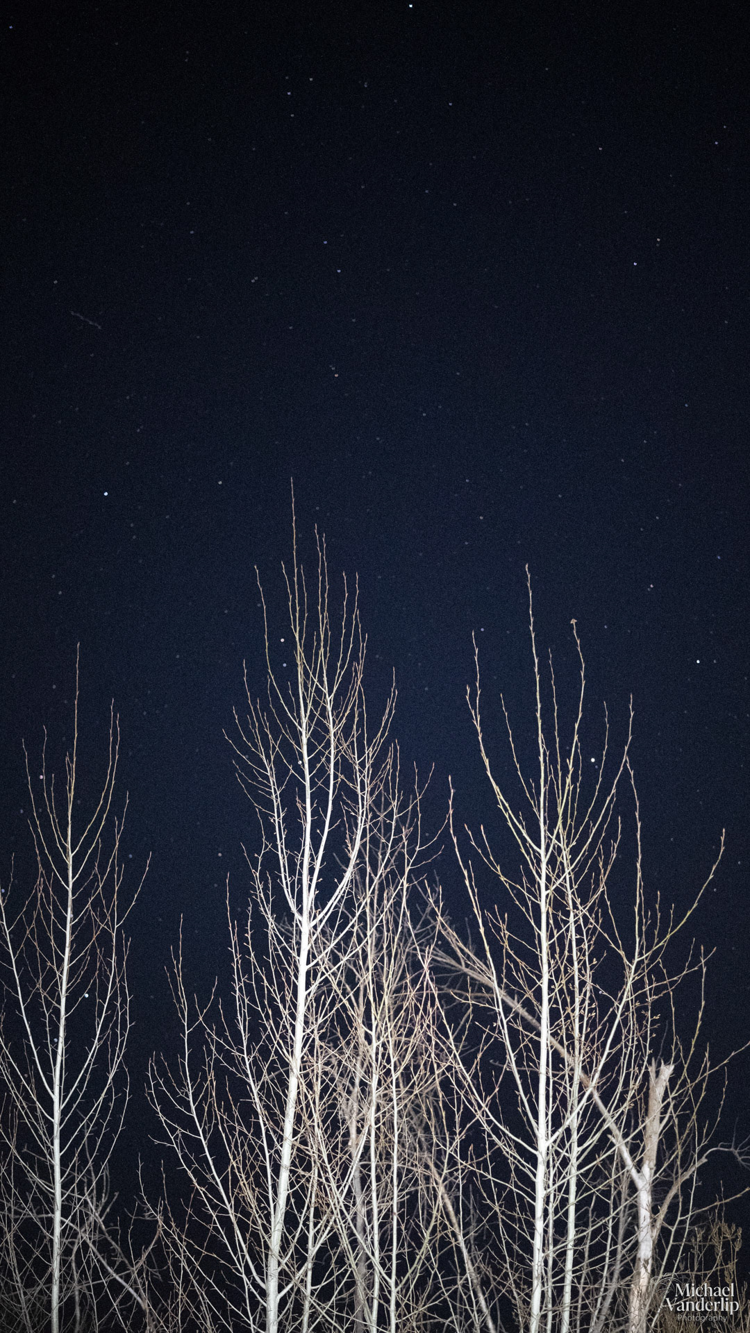 Trees at Night along the Bear Creek Greenway near Talent, Oregon.