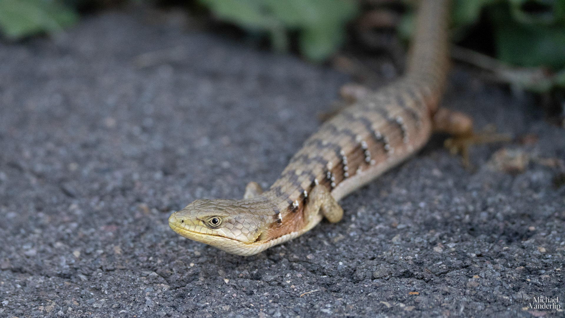 Southern Aligator Lizard along the Bear Creek Greenway near Ashland, Oregon.