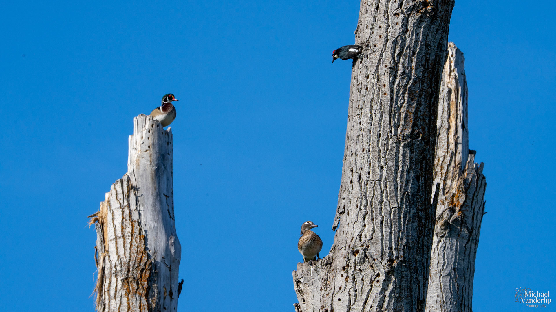 Wood Ducks and an Acorn Woodpecker along the Bear Creek Greenway near Talent, Oregon.