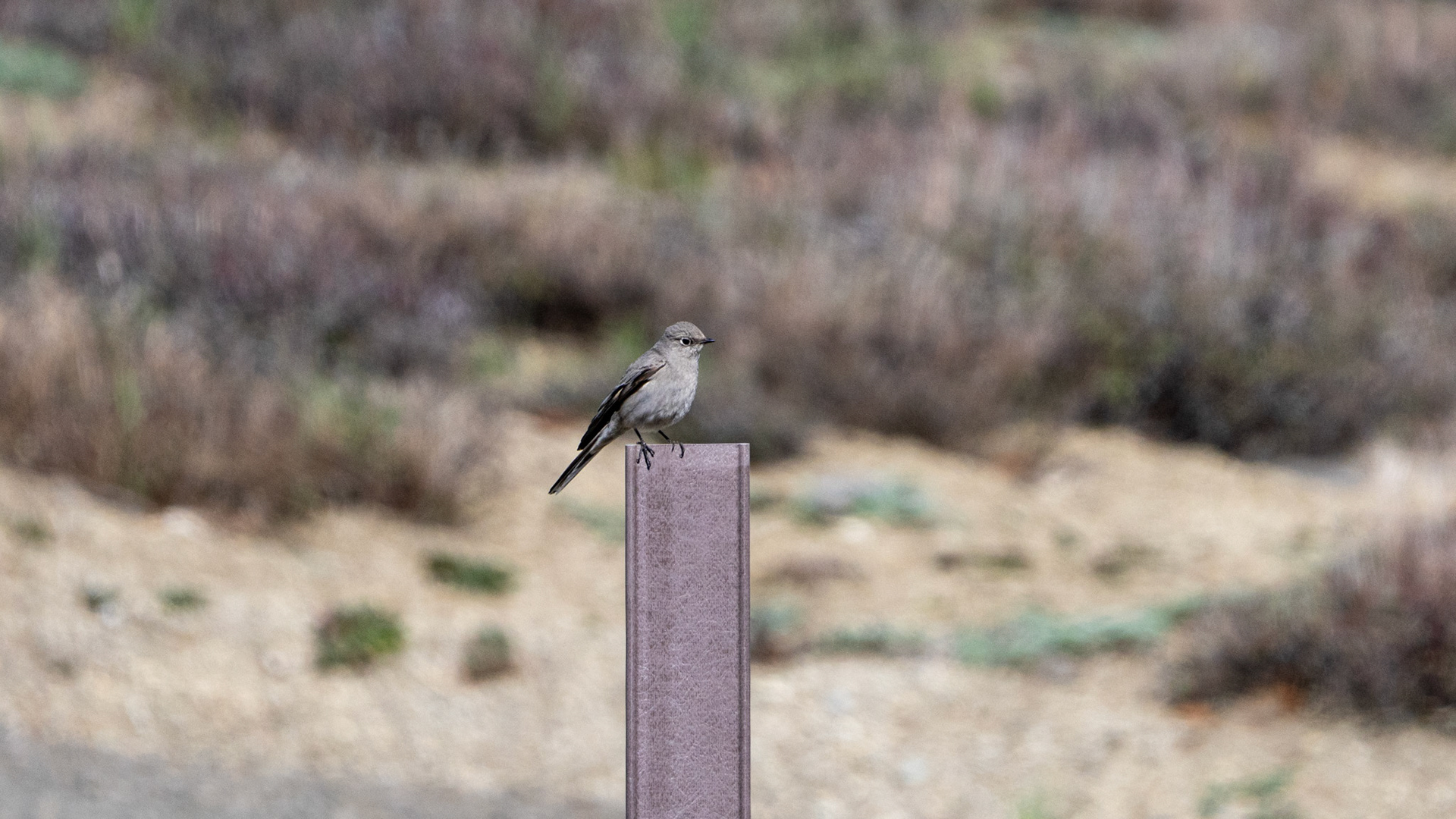 Townsend's Solitaire along the Pacific Crest Trail near Mt. Ashland, Oregon.