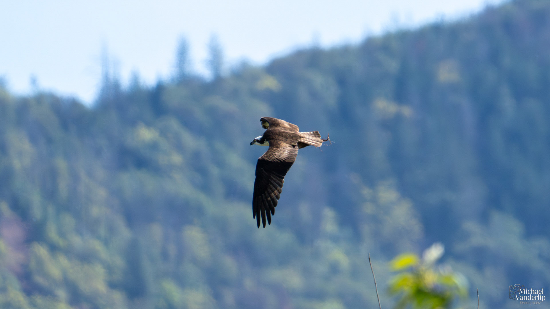 Red-Tailed Hawk along the Bear Creek Greenway near Talent, Oregon.