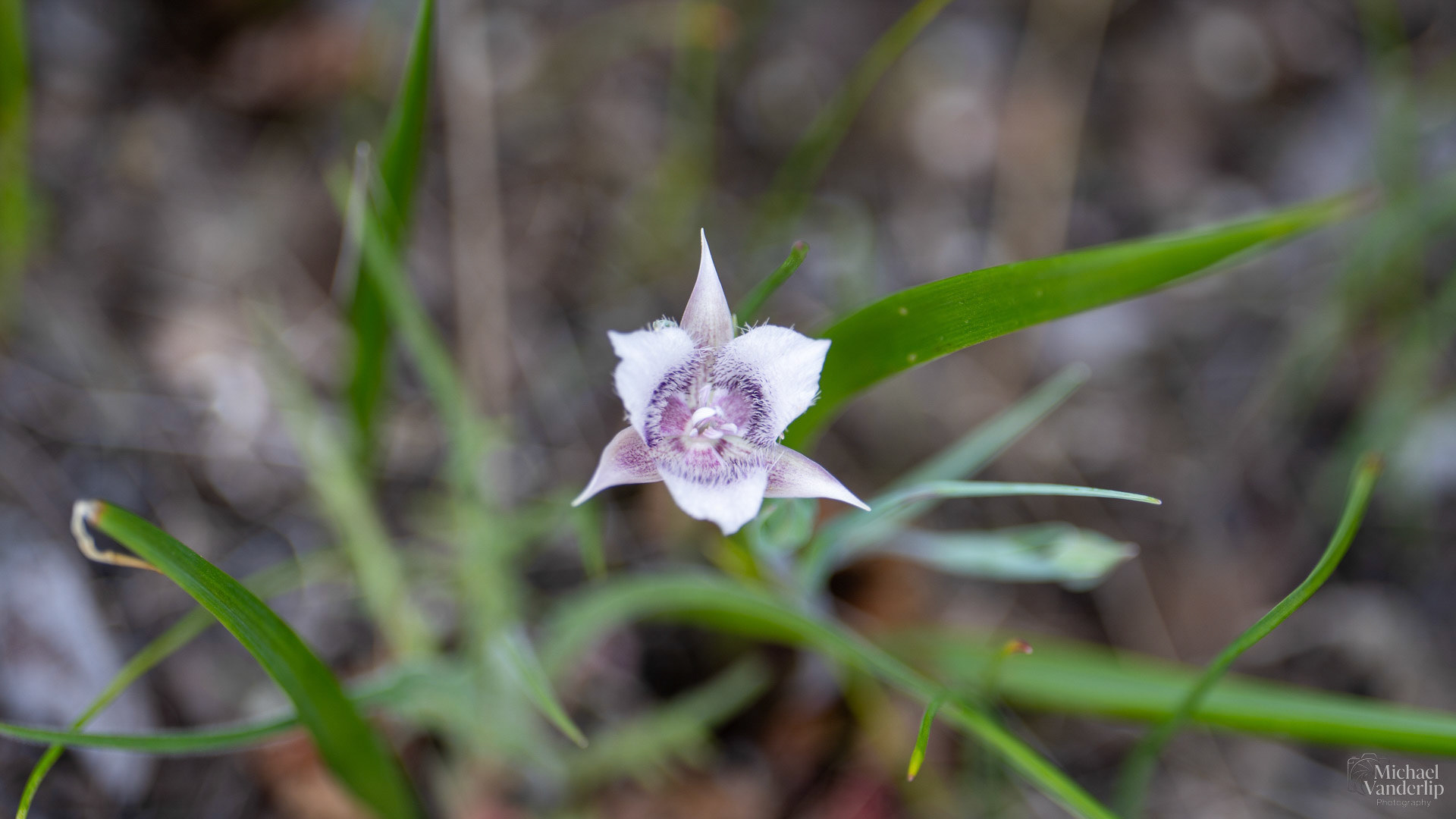 Tolmie's Star Tulip on the Lower Table Rock Trail, Central Point, Oregon.
