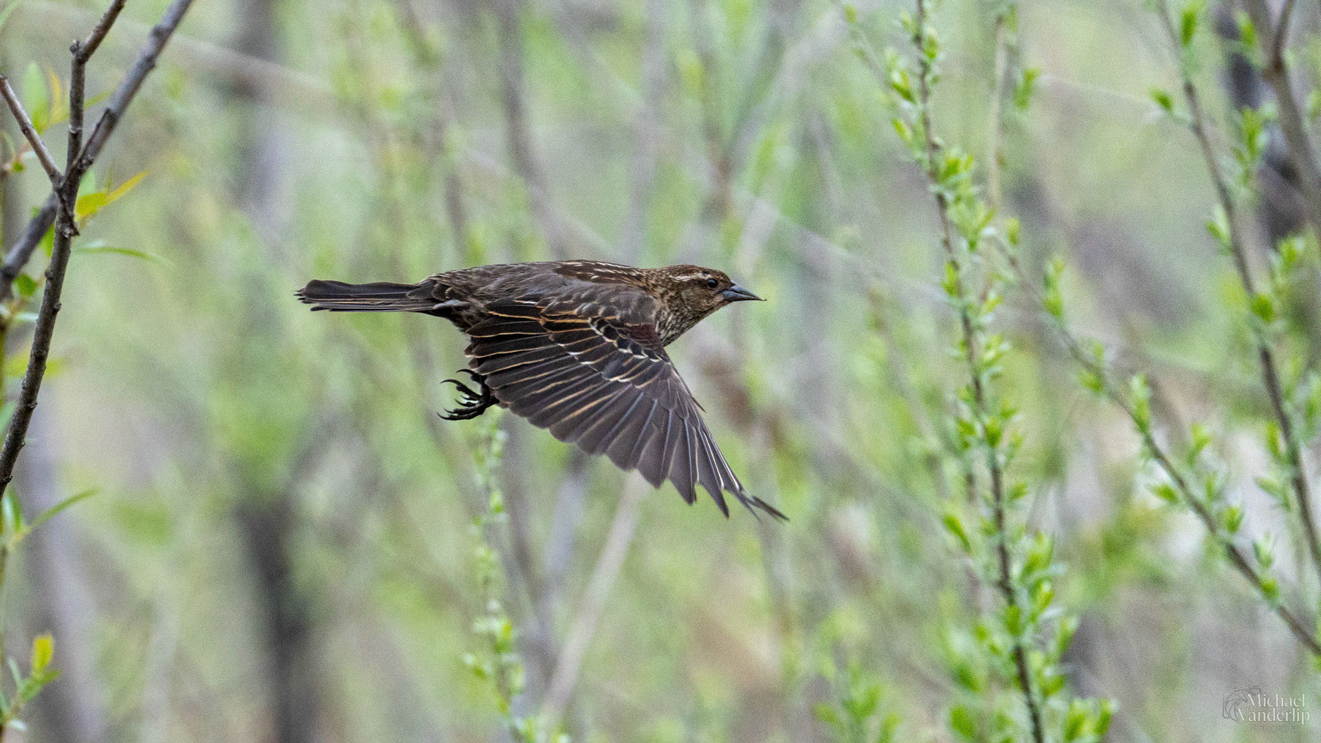 Red Winged Black Bird (female) along the Bear Creek Greenway near Talent, Oregon.