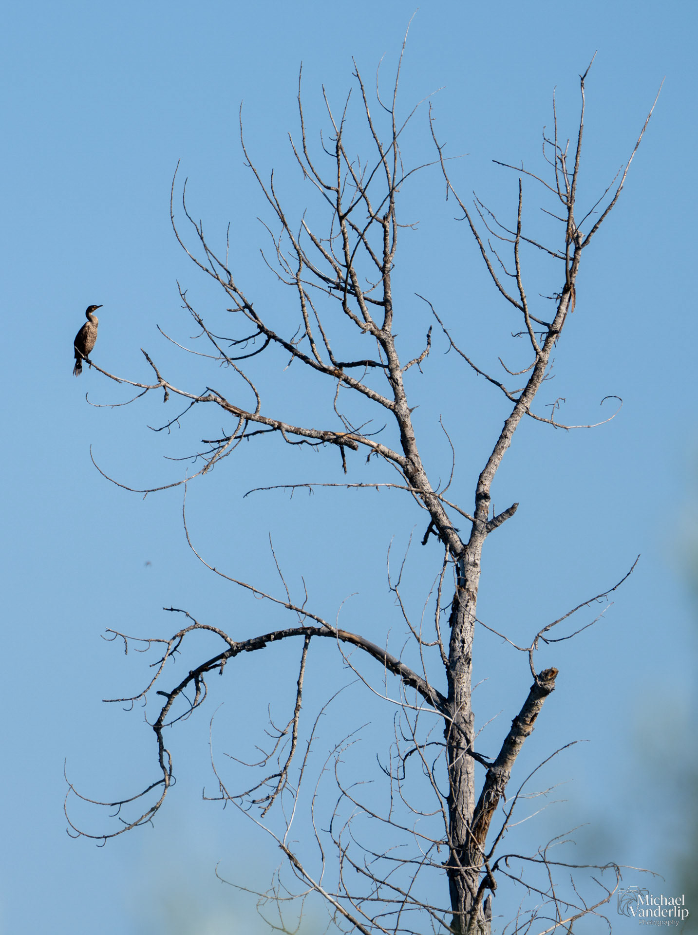 Double-Crested Cormorant along the Bear Creek Grenway near Talent, Oregon.