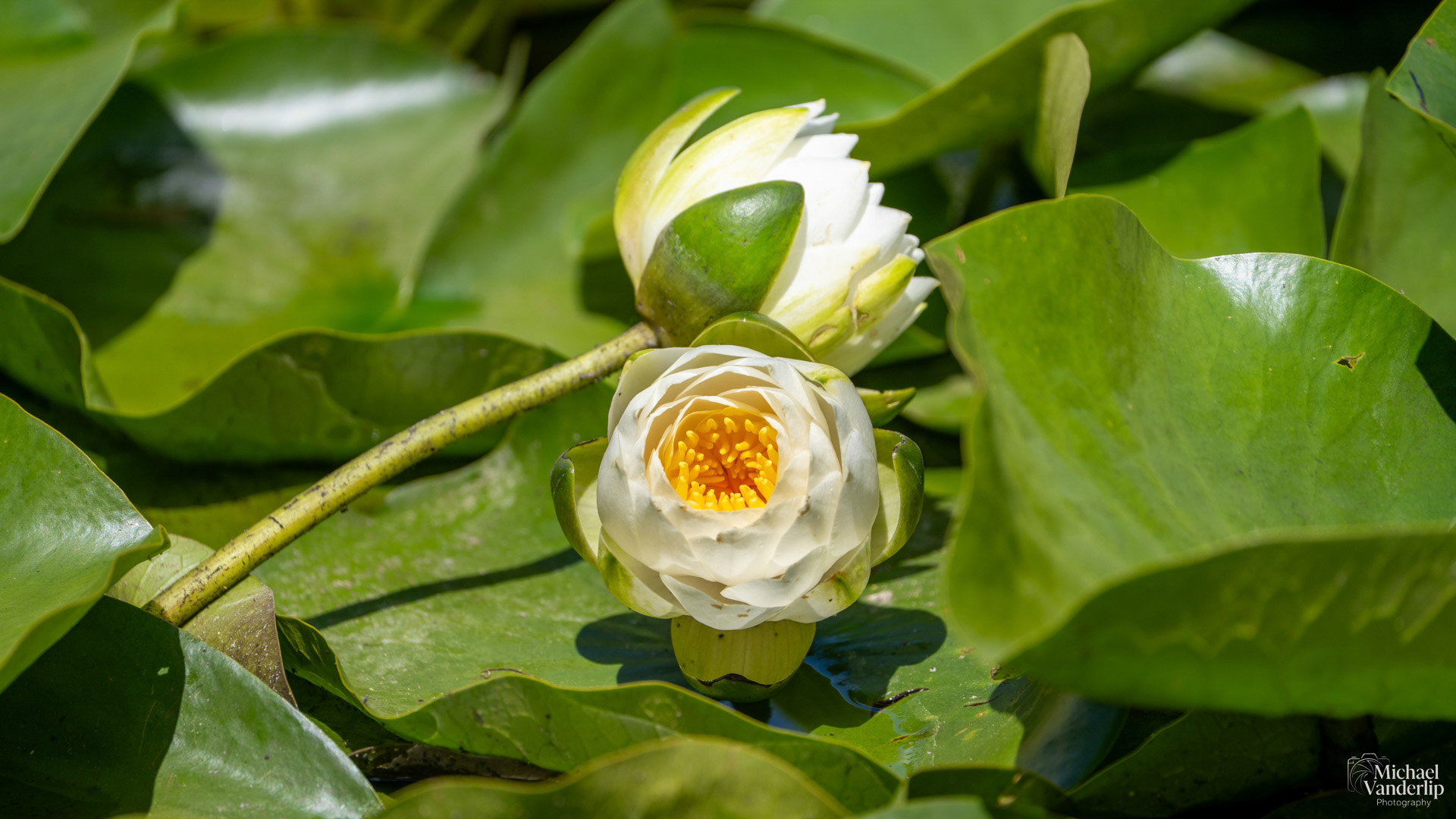 White Water Lily along the Bear Creek Greenway near Talent, Oregon.