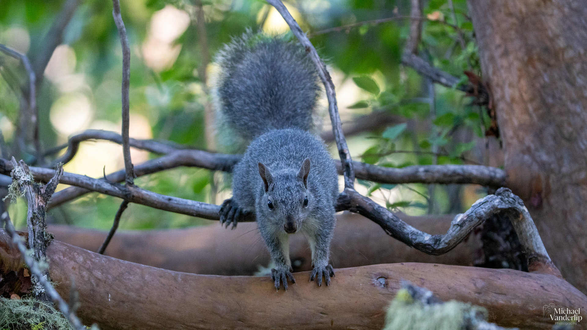 Western Gray Squirrel along the Roxy Ann Trail, Medford, Oregon.