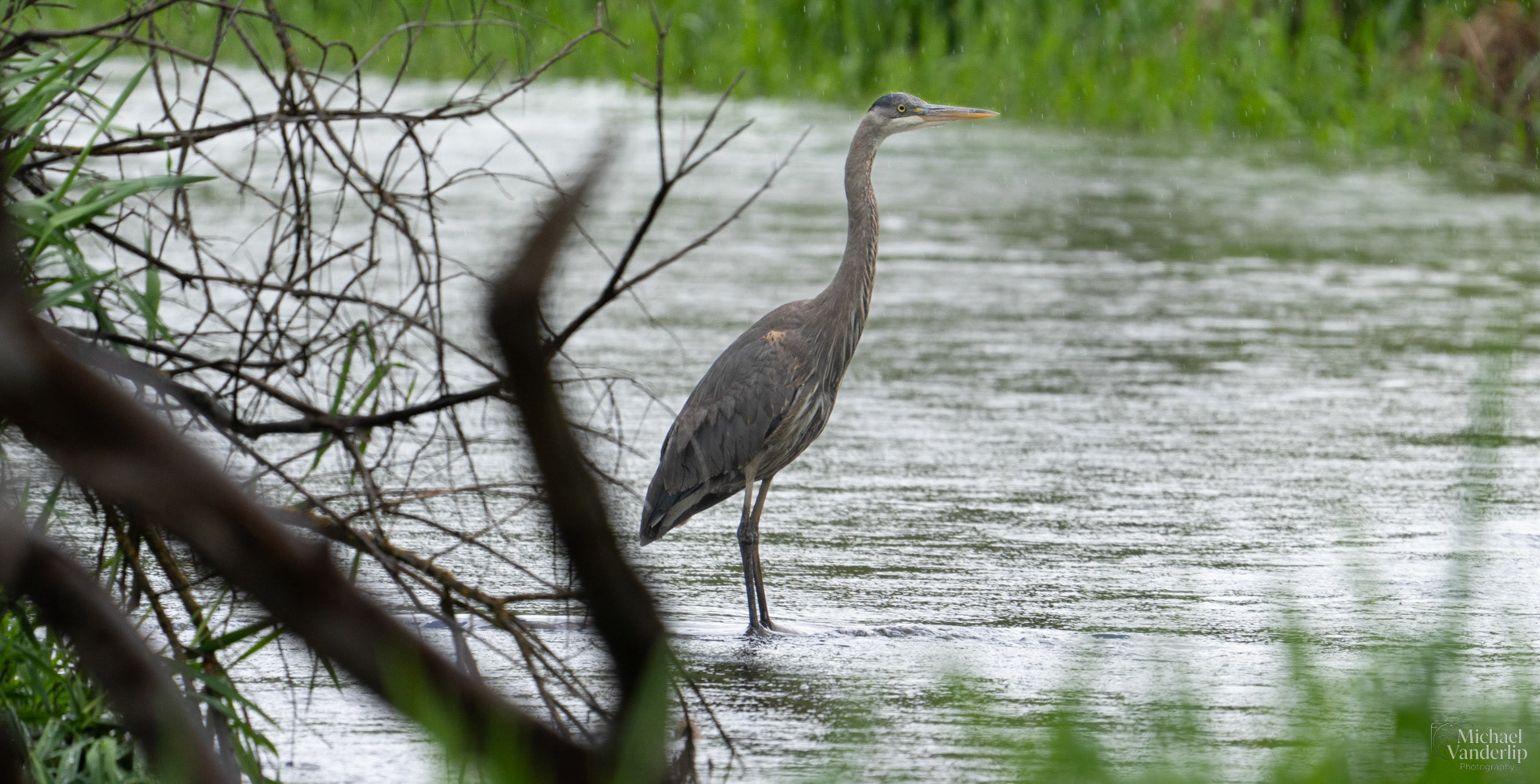 Great Blue Heron in Bear Creek along the Bear Creek Greenway near Talent, Oregon.