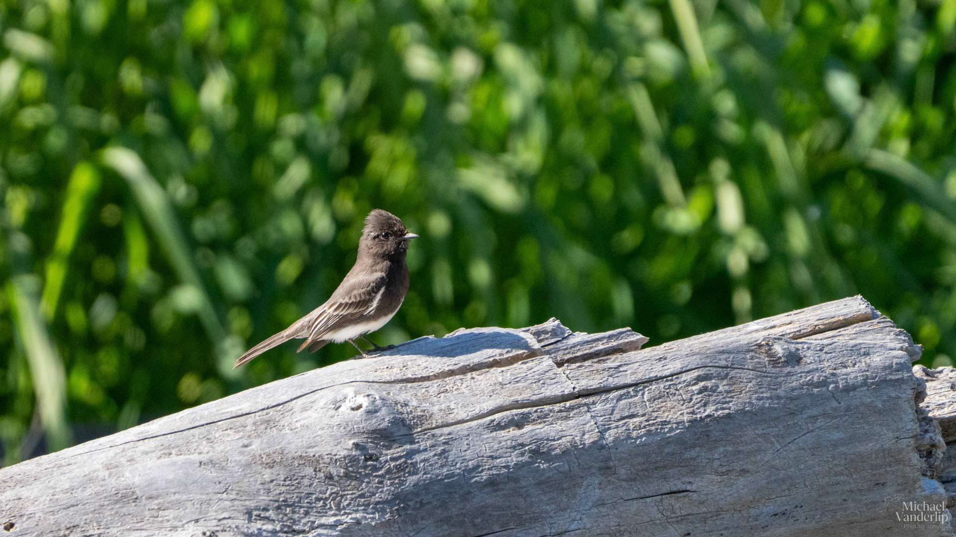 Black Phoebe along the Bear Creek Greenway near Talent, Oregon.