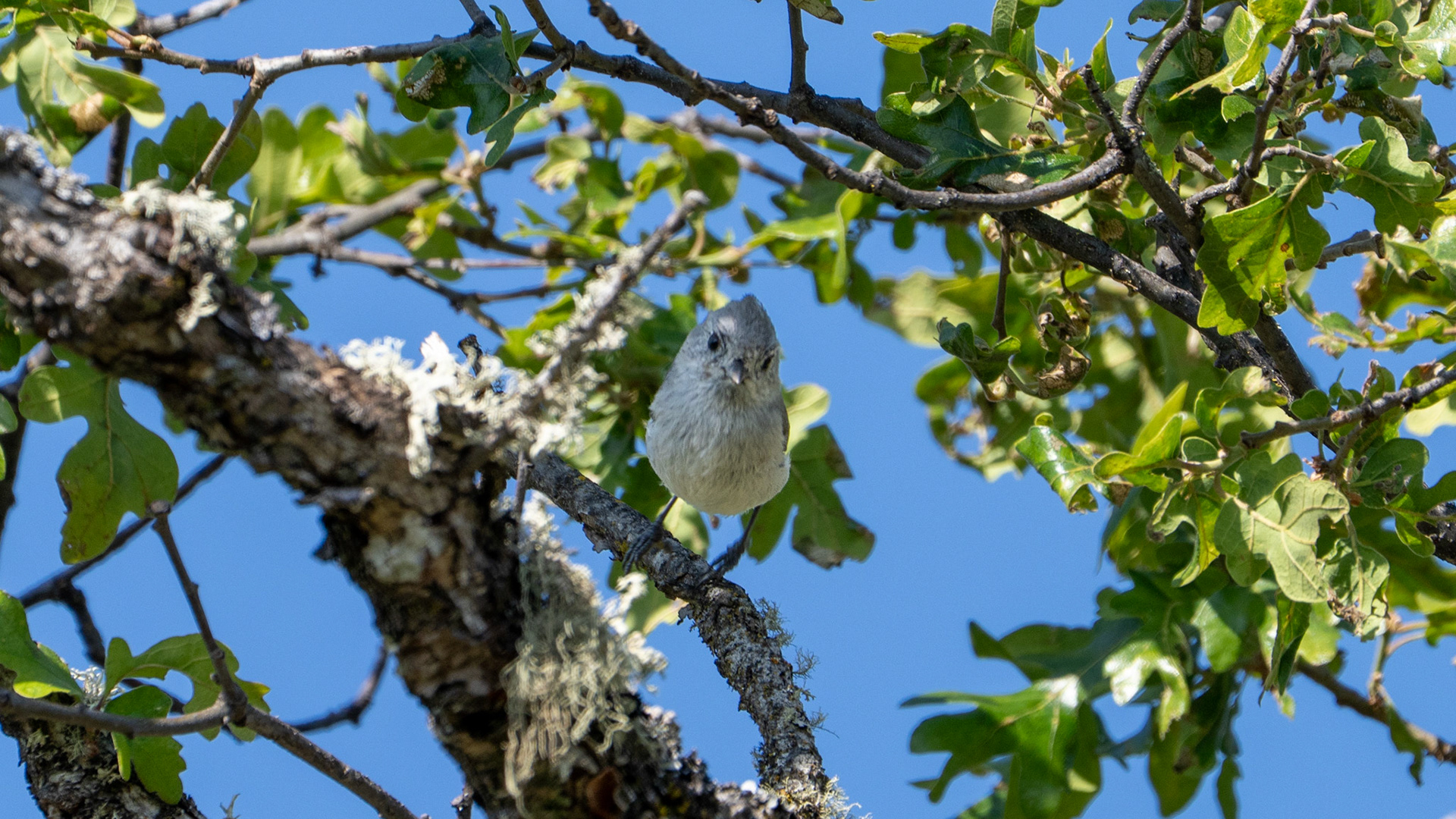 Bushtit on Lower Table Rock, Central Point, Oregon.