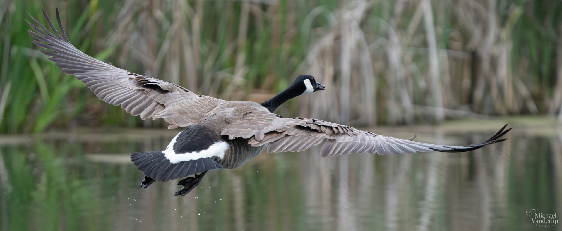 Canada Goose along the Bear Creek Greenway near Talent, Oregon.