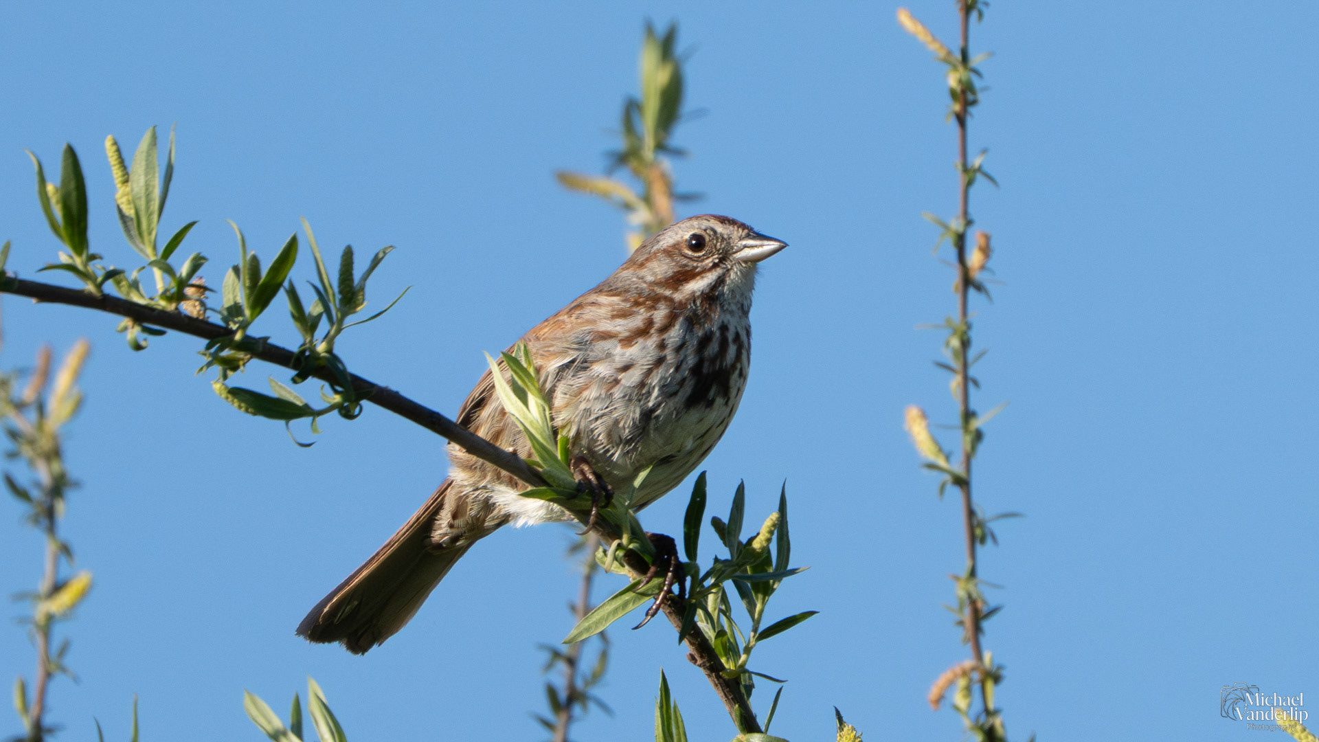 Song Sparrow along the Bear Creek Greenway near Talent, Oregon.
